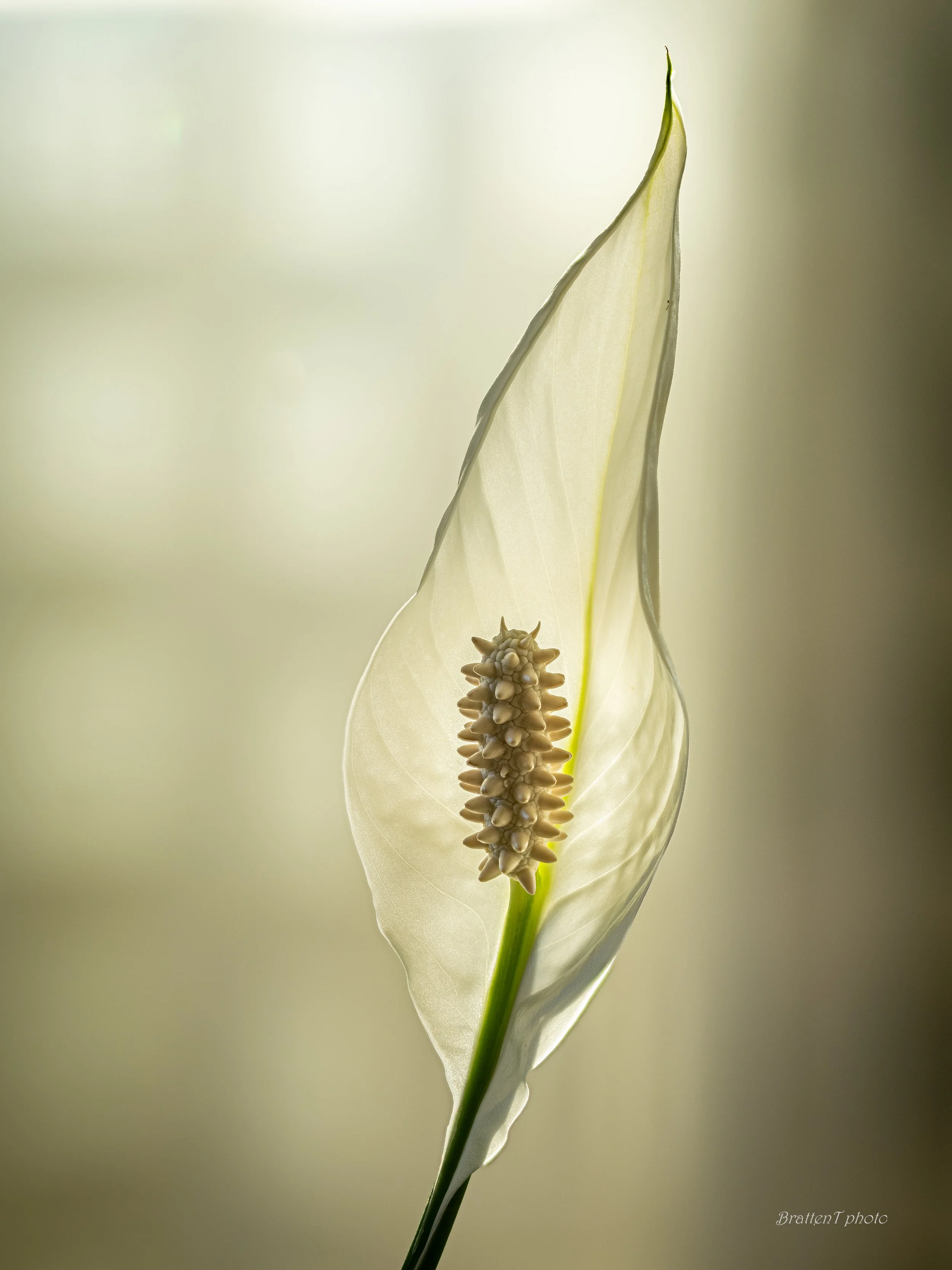 Foto: Tore Bratten