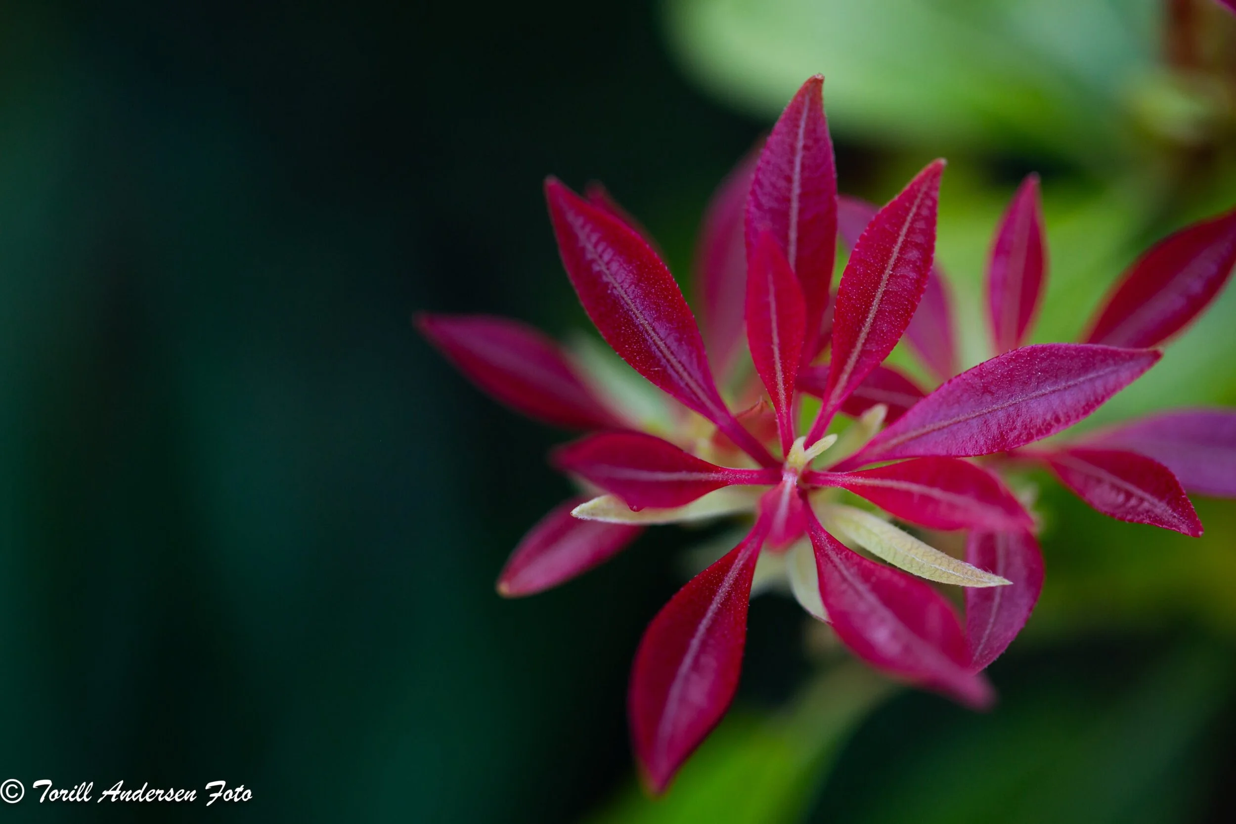 Makro,  Foto: Torill Andersen