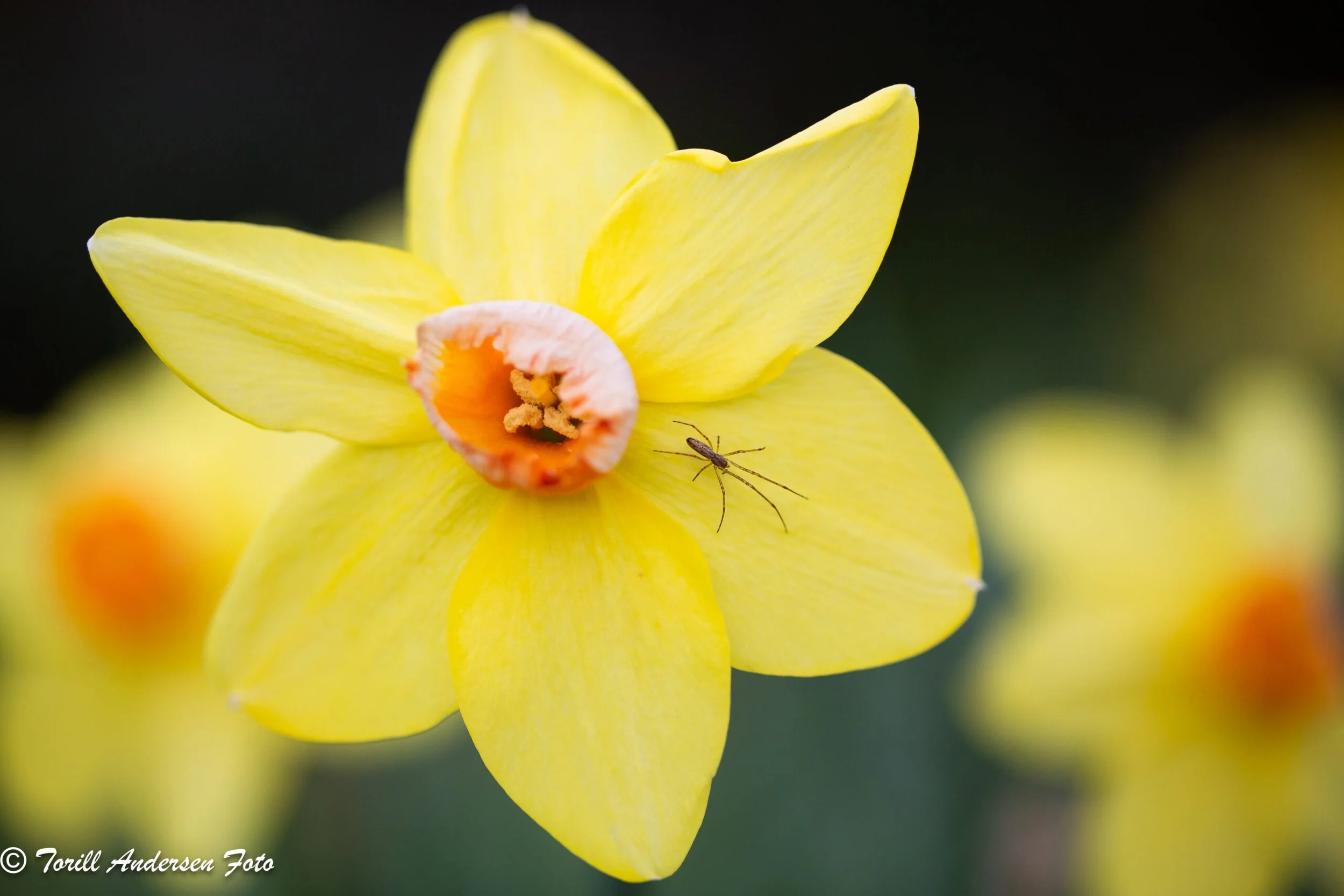 Makro,  Foto: Torill Andersen