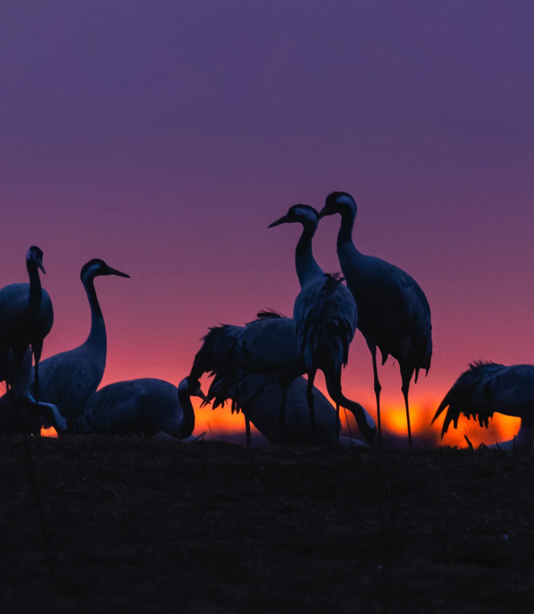 Foto: Frederikke Wick