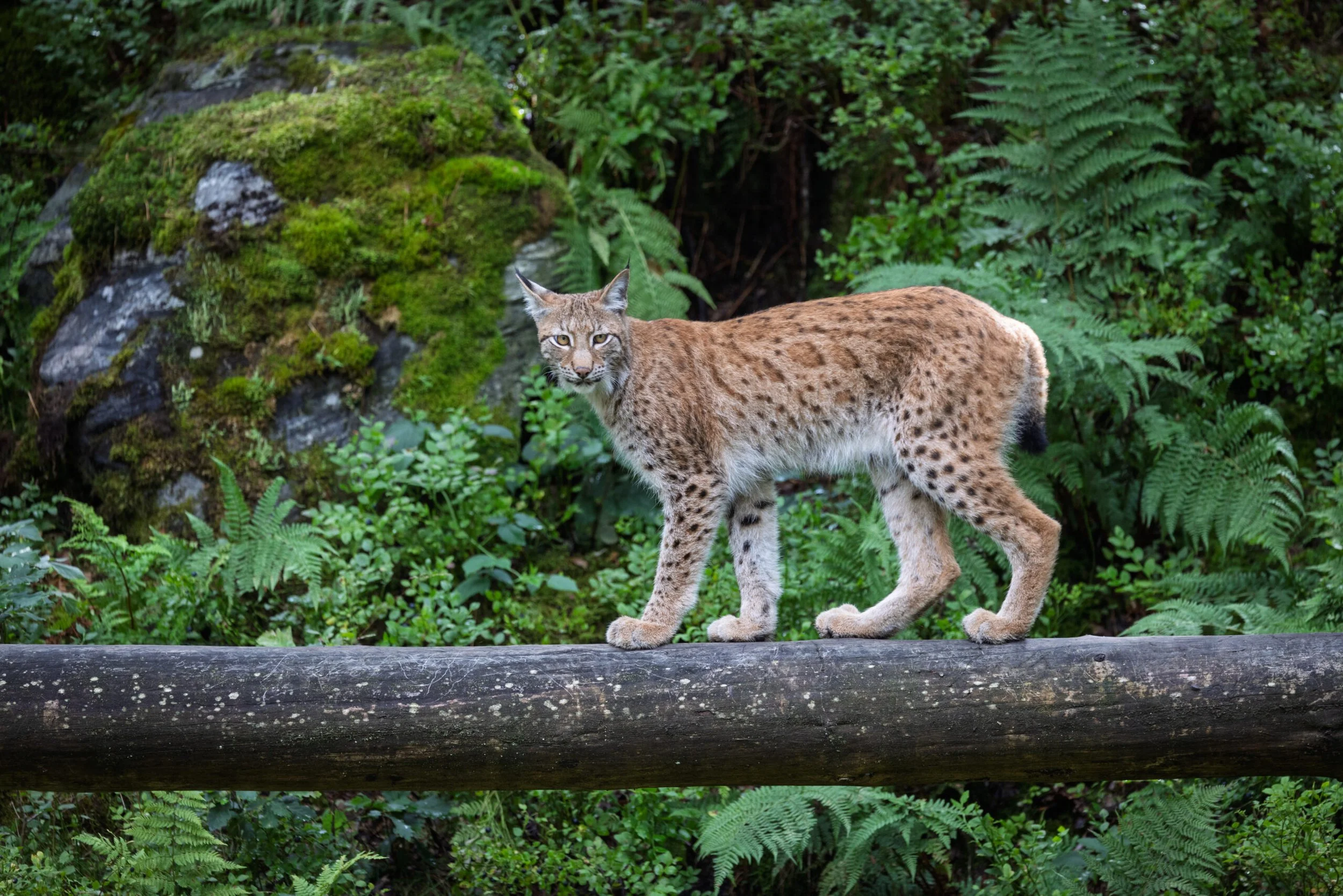 Foto: Kjell Roar Bjørnsen
