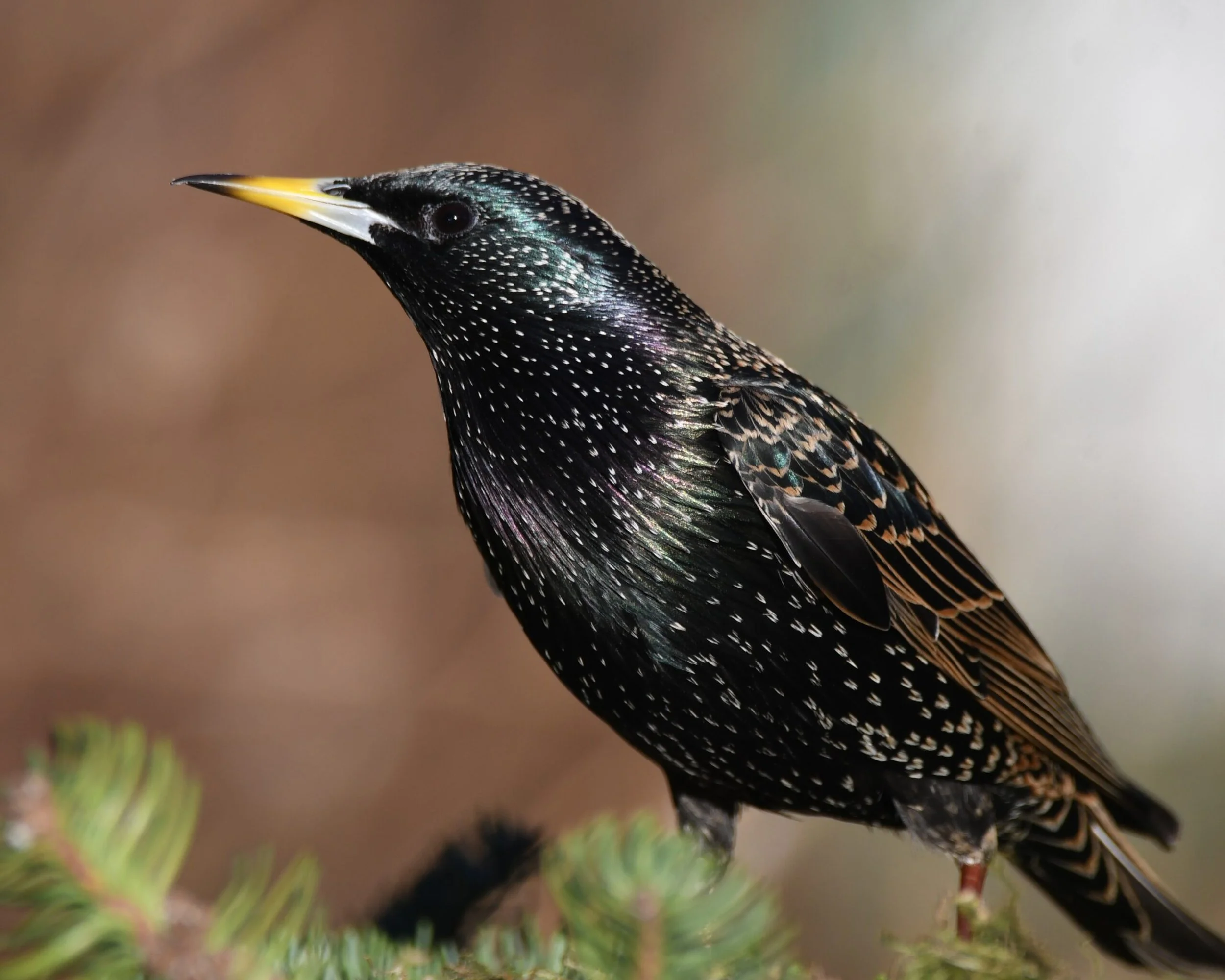 Foto: Jorunn Askeland