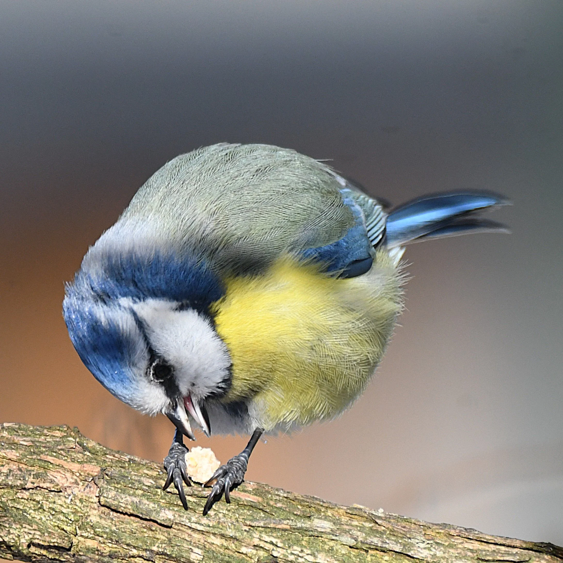 Foto: Jorunn Askeland