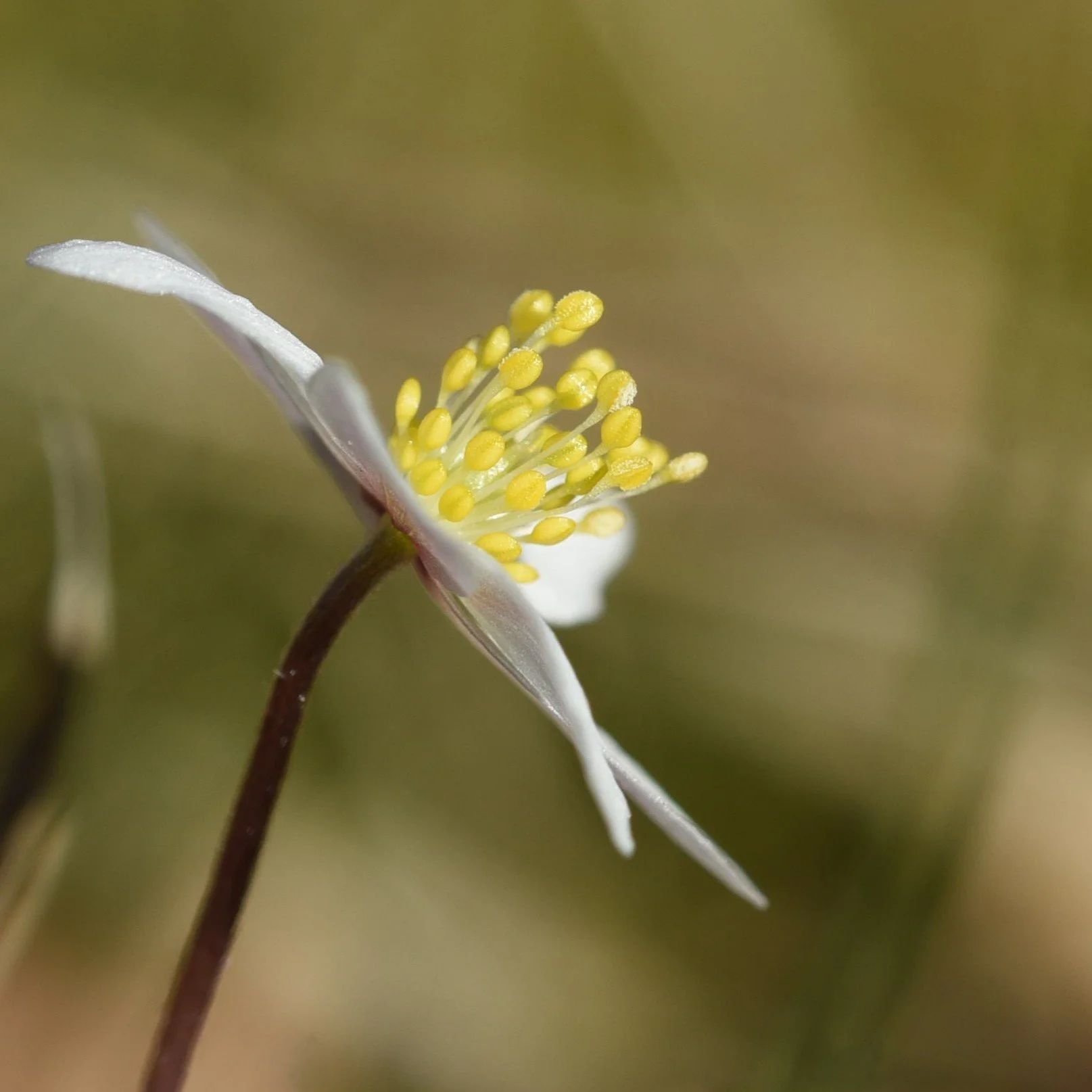 Foto: Jorunn Askeland