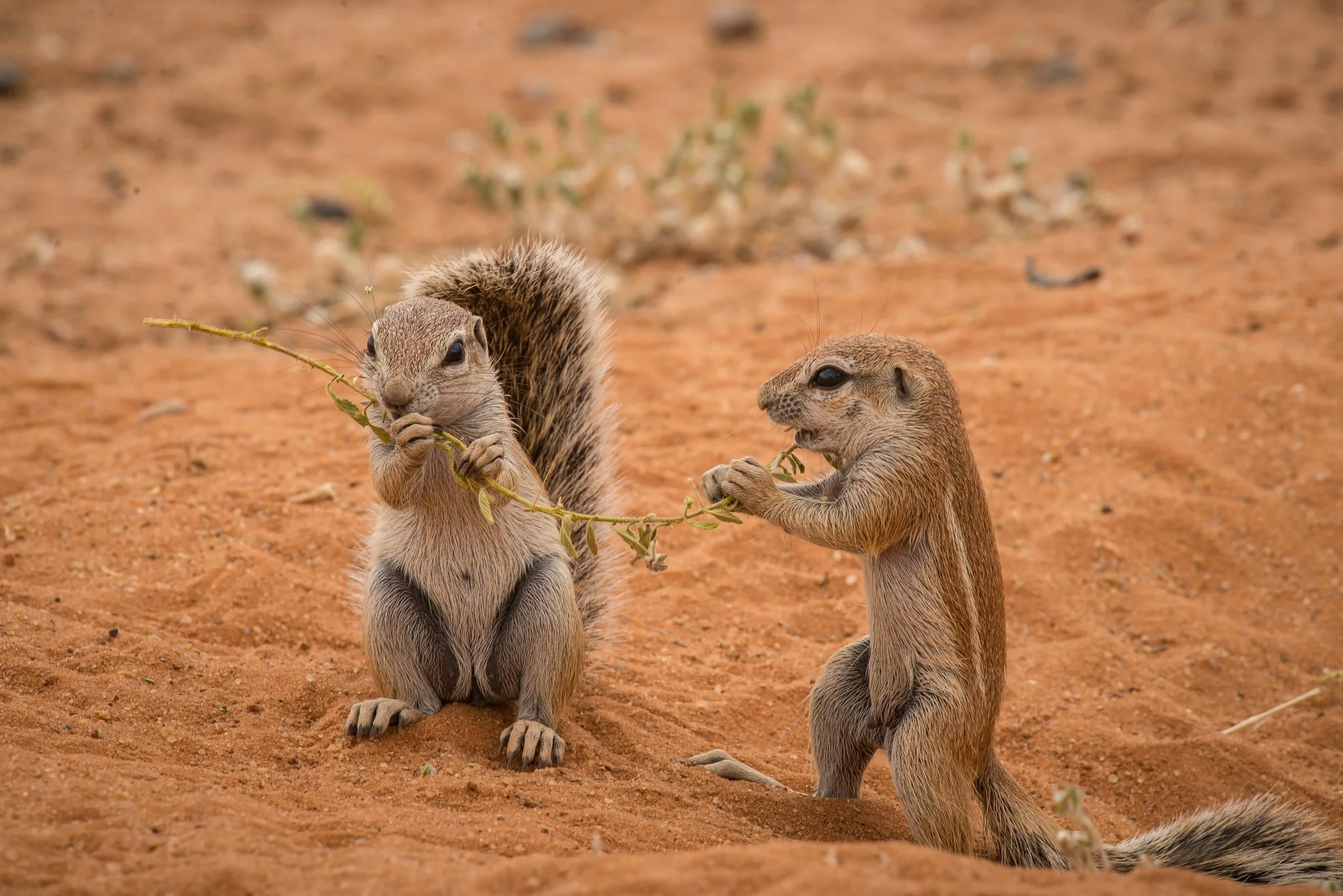 Foto: Geir Olaf Gjerden