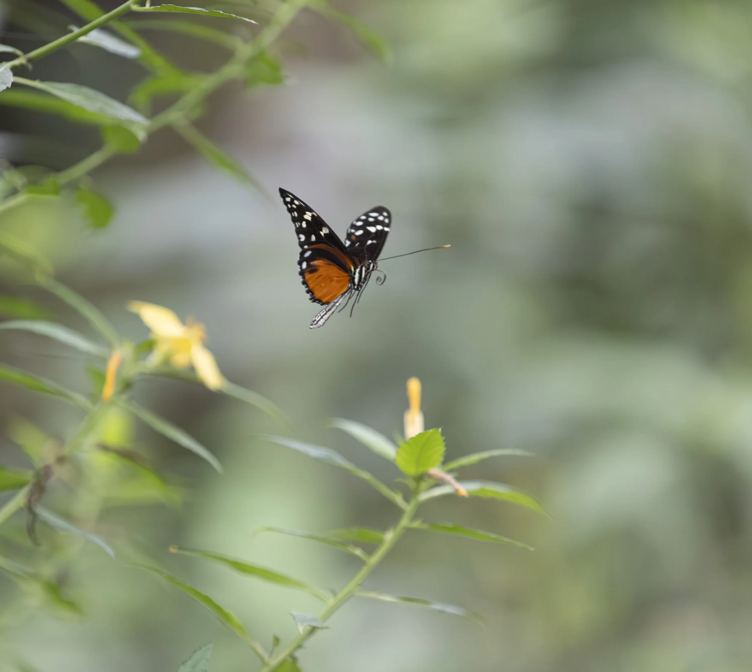 Foto: Frederikke Wick