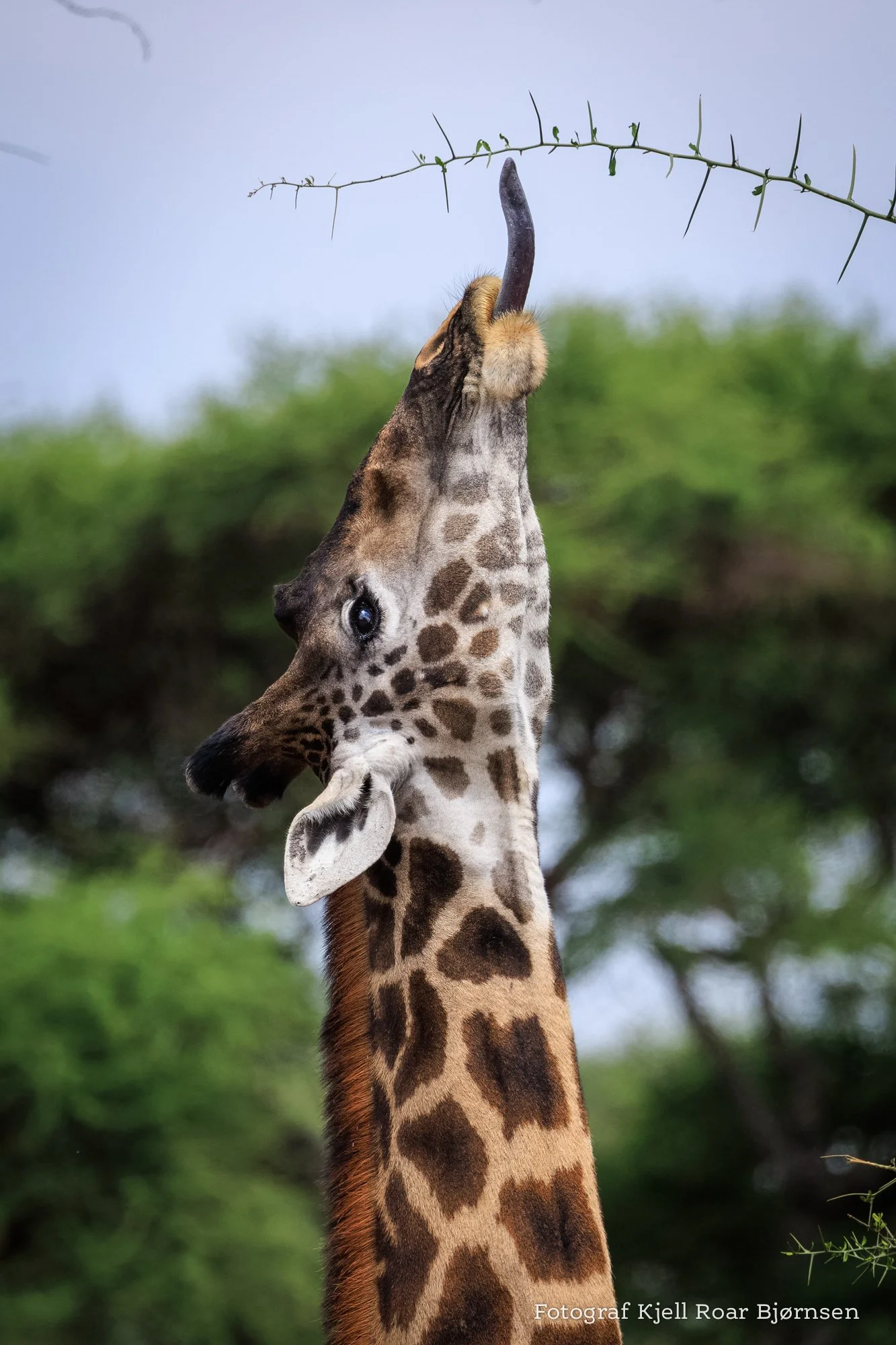 Fra Kjell Roar Bjørnsens tur til Afrika med IWANNAGO