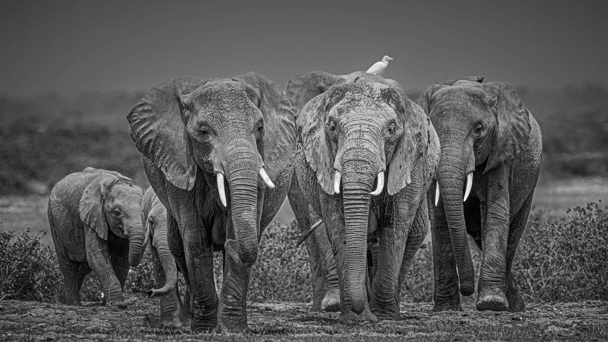 Foto: Geir Olaf Gjerden