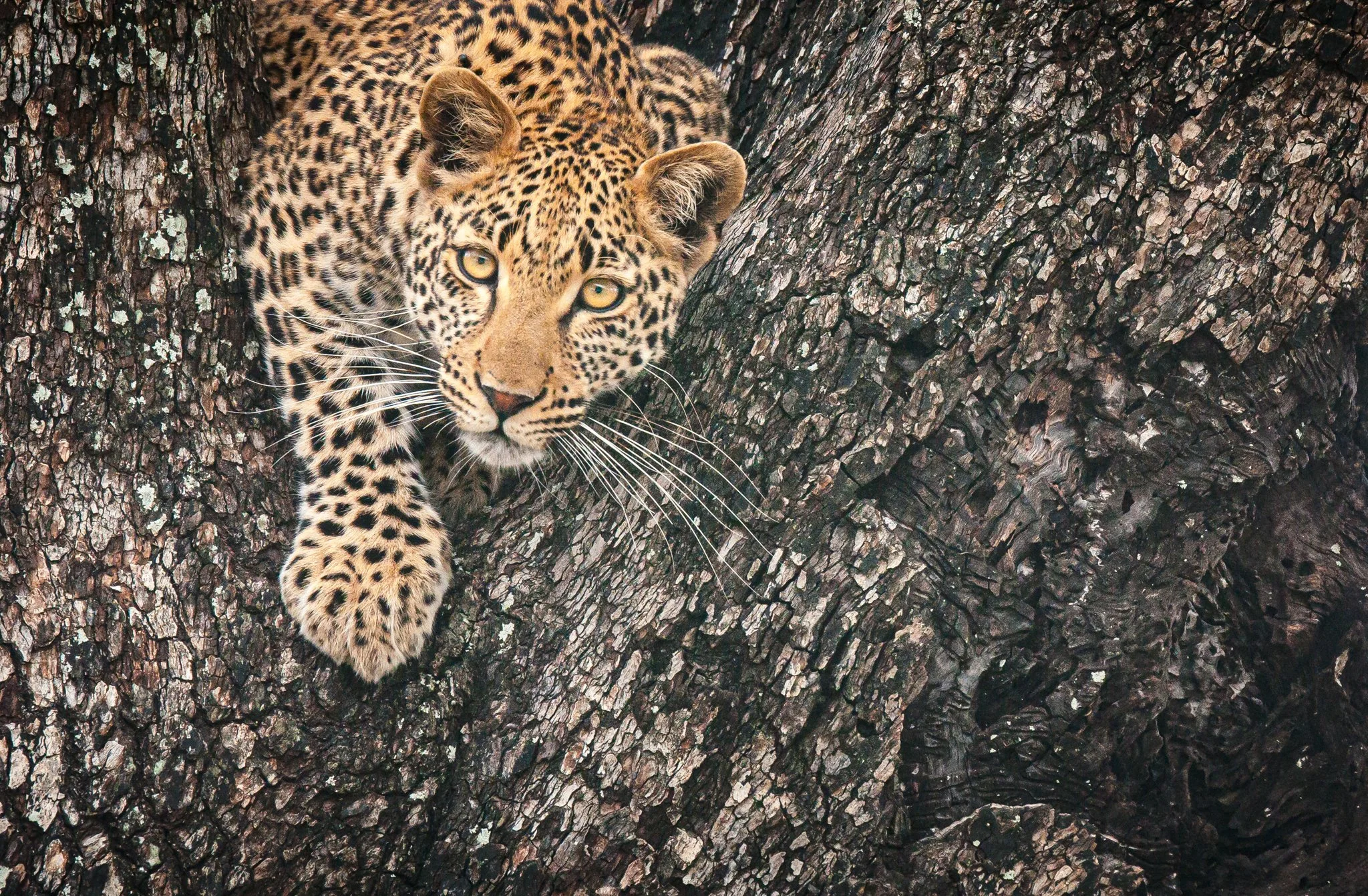 Foto: Geir Olaf Gjerden