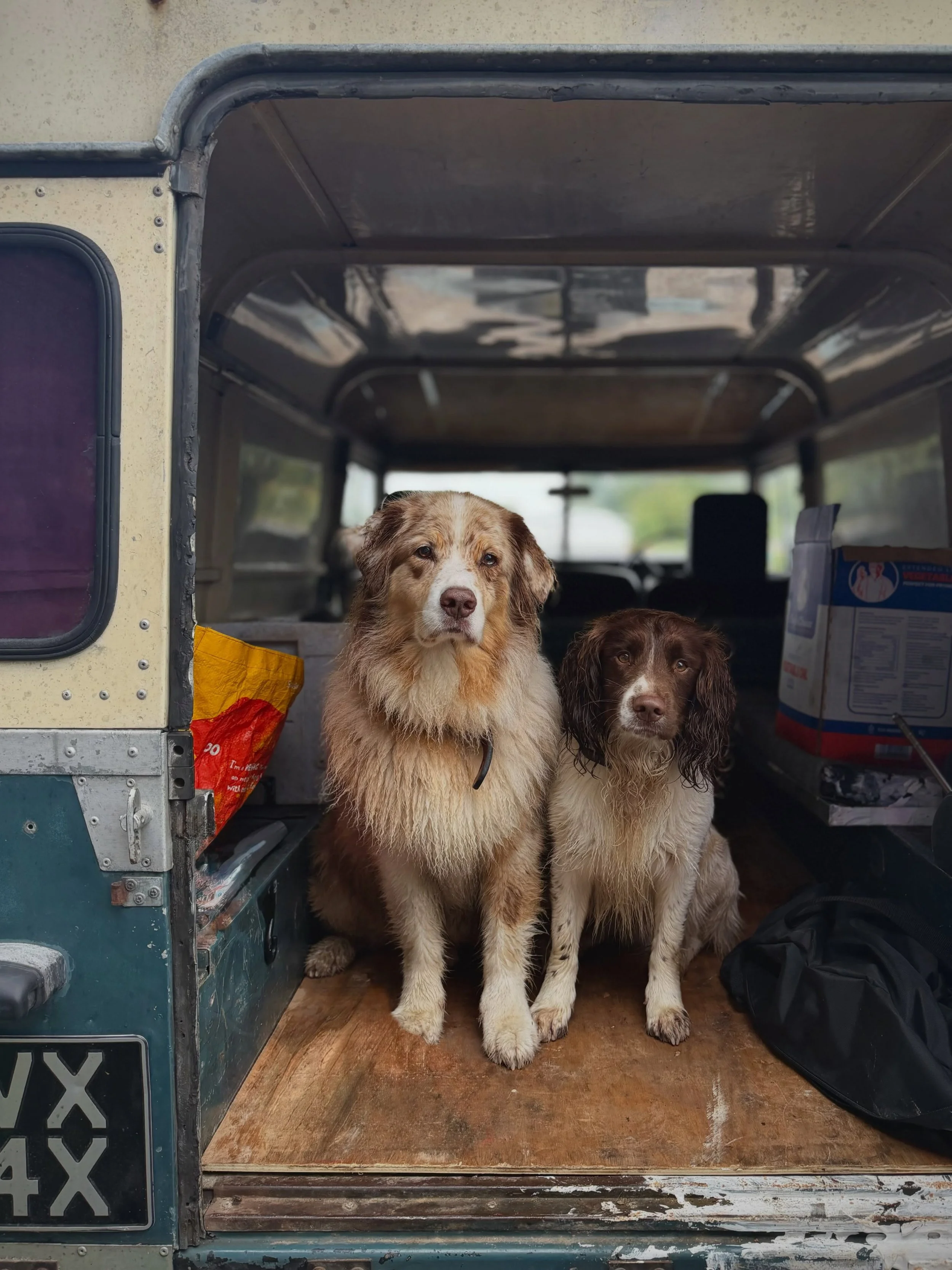 Our Chief taste testers&hellip;.. they take their job very seriously! 🐾
