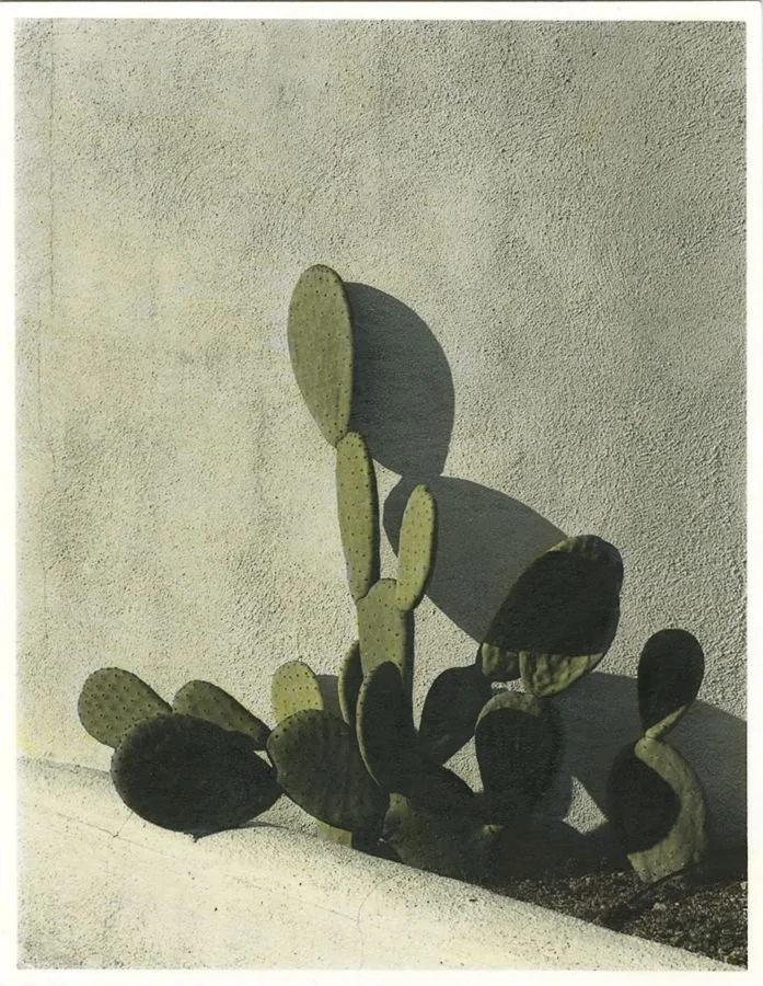 Minimalist cactus against a textured wall inspired by Mediterranean natural tones and quiet interiors.
