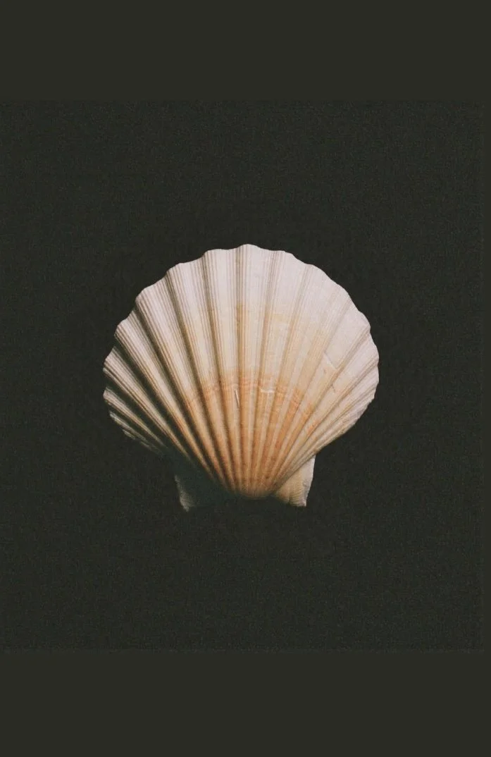 Minimal still life of a sculptural seashell against a dark background with atmospheric editorial styling.
