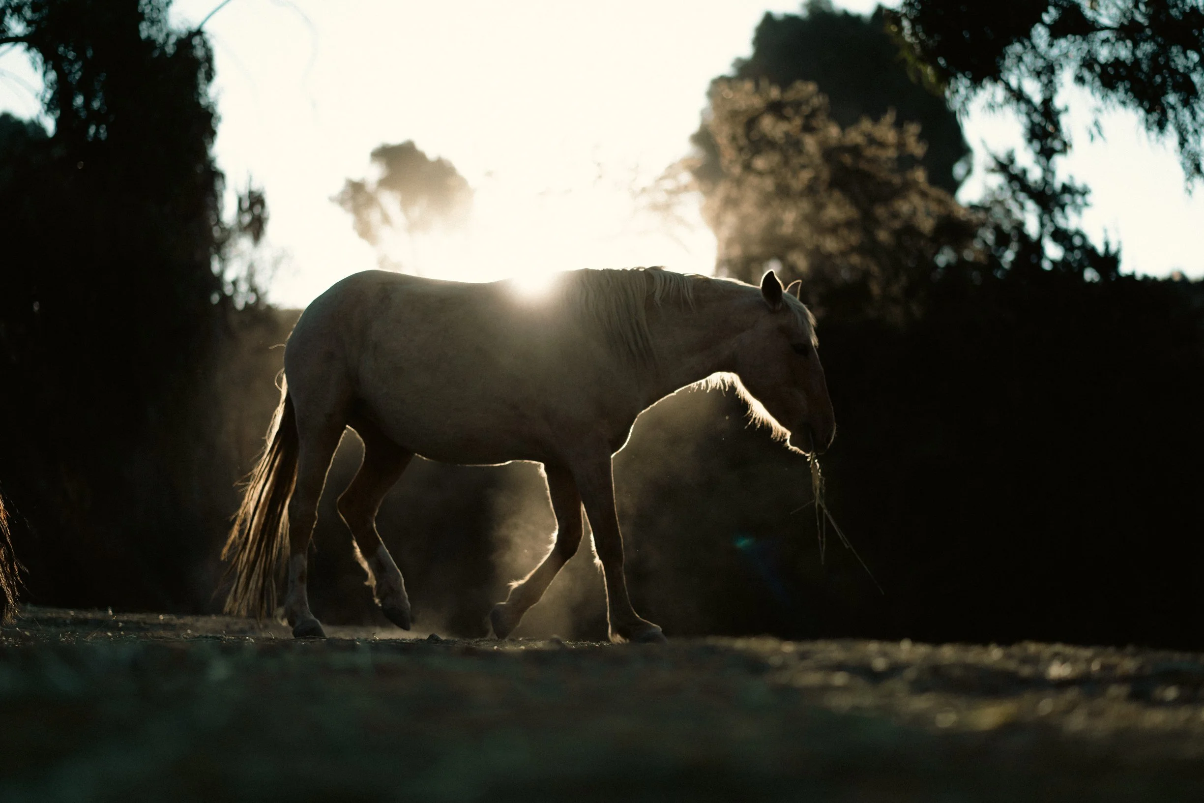 A horse walking on a dirt path at sunset, with trees and sunlight creating a backlit silhouette.