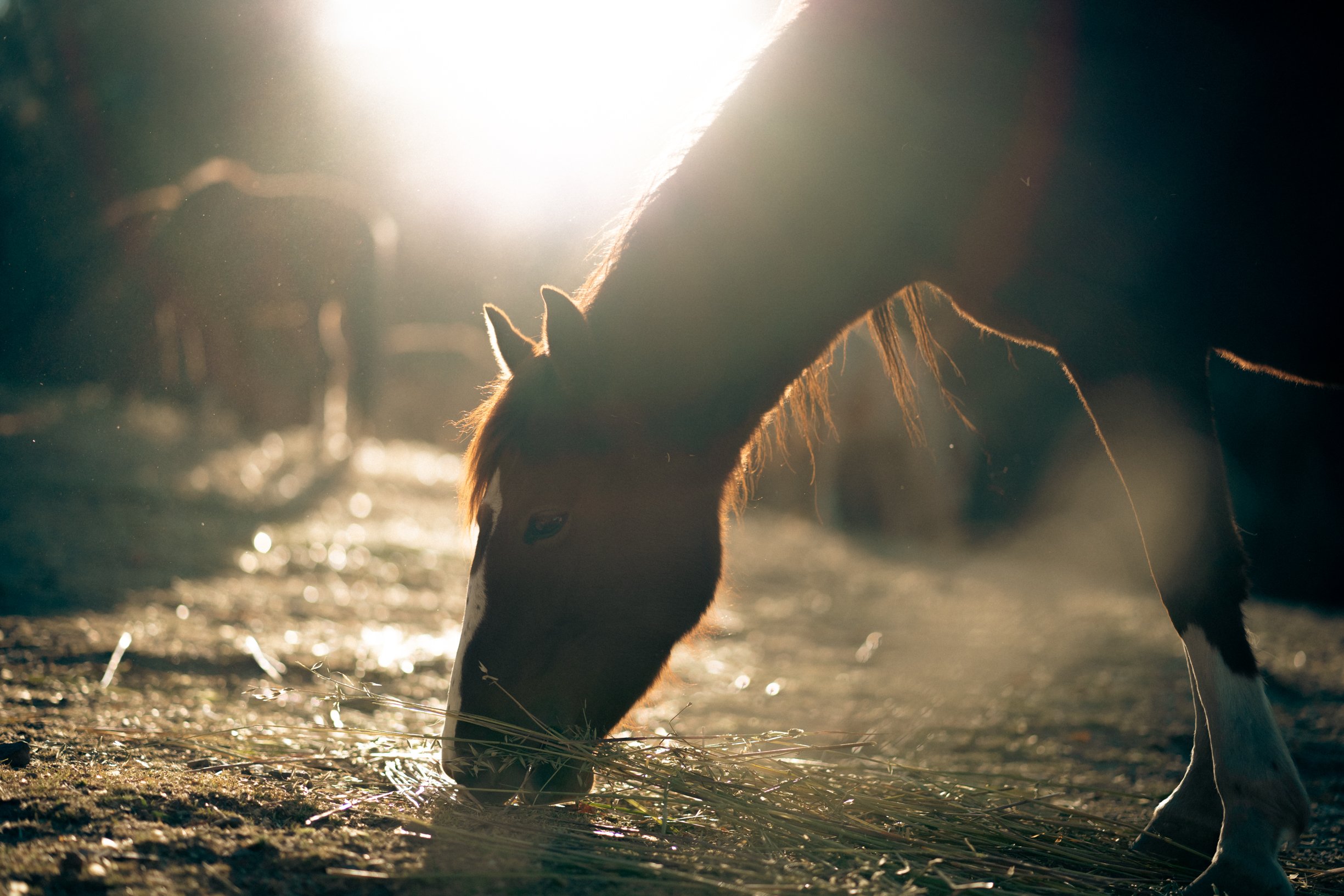 A horse grazing on the ground with sunlight shining behind it, creating a backlit silhouette.