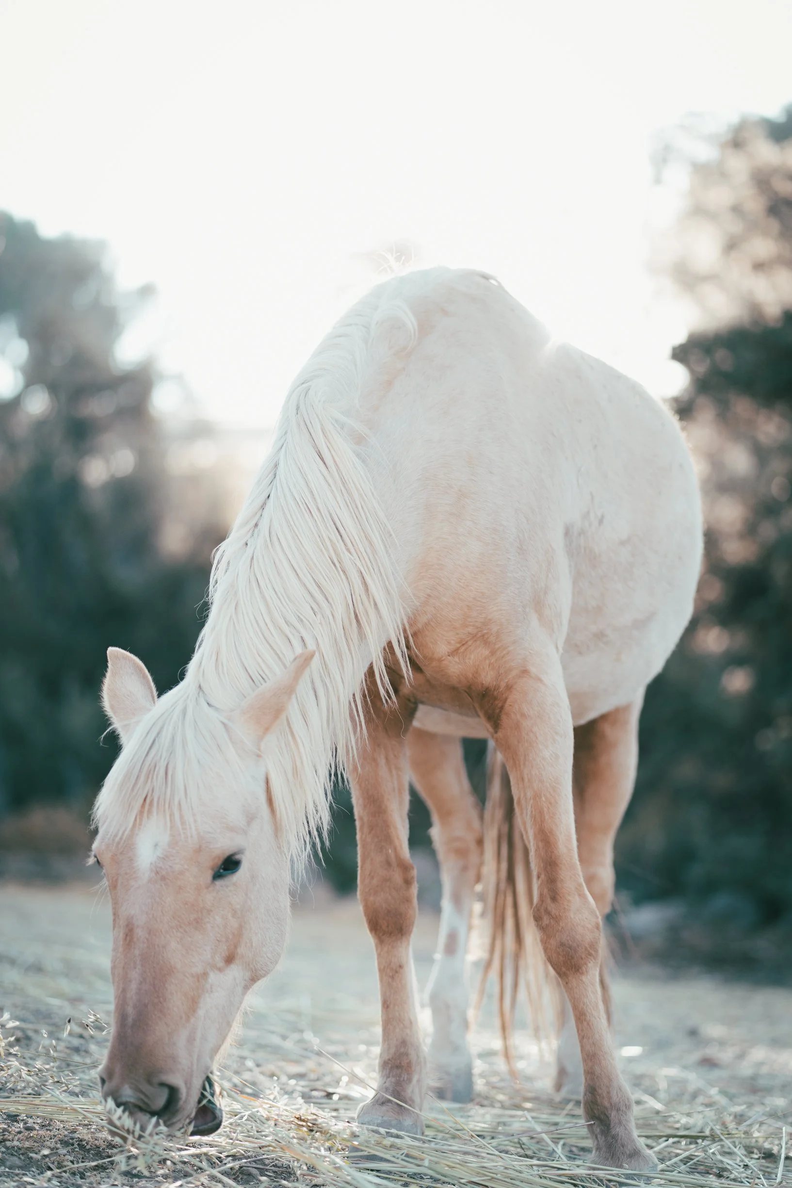 A white horse grazing on the ground outdoors in a natural setting with trees in the background.