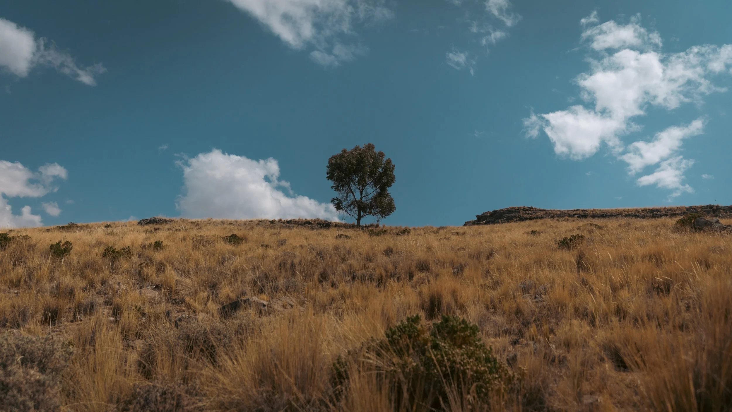 A lone tree on a grassy hillside under a blue sky with scattered clouds.
