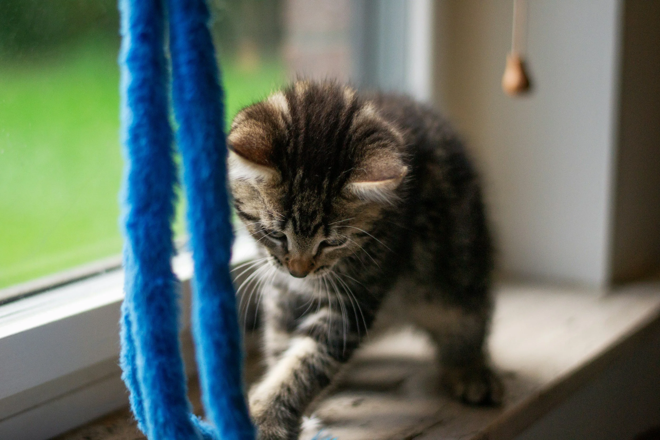 A curious tabby kitten near a blue fuzzy object, sitting on a windowsill inside a house.