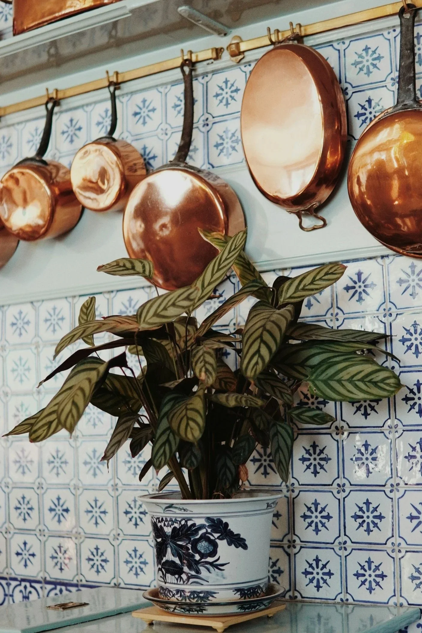 A potted plant with green and yellow striped leaves in a decorative black and white ceramic vase, set on a matching saucer, against a background of blue and white patterned tiles.