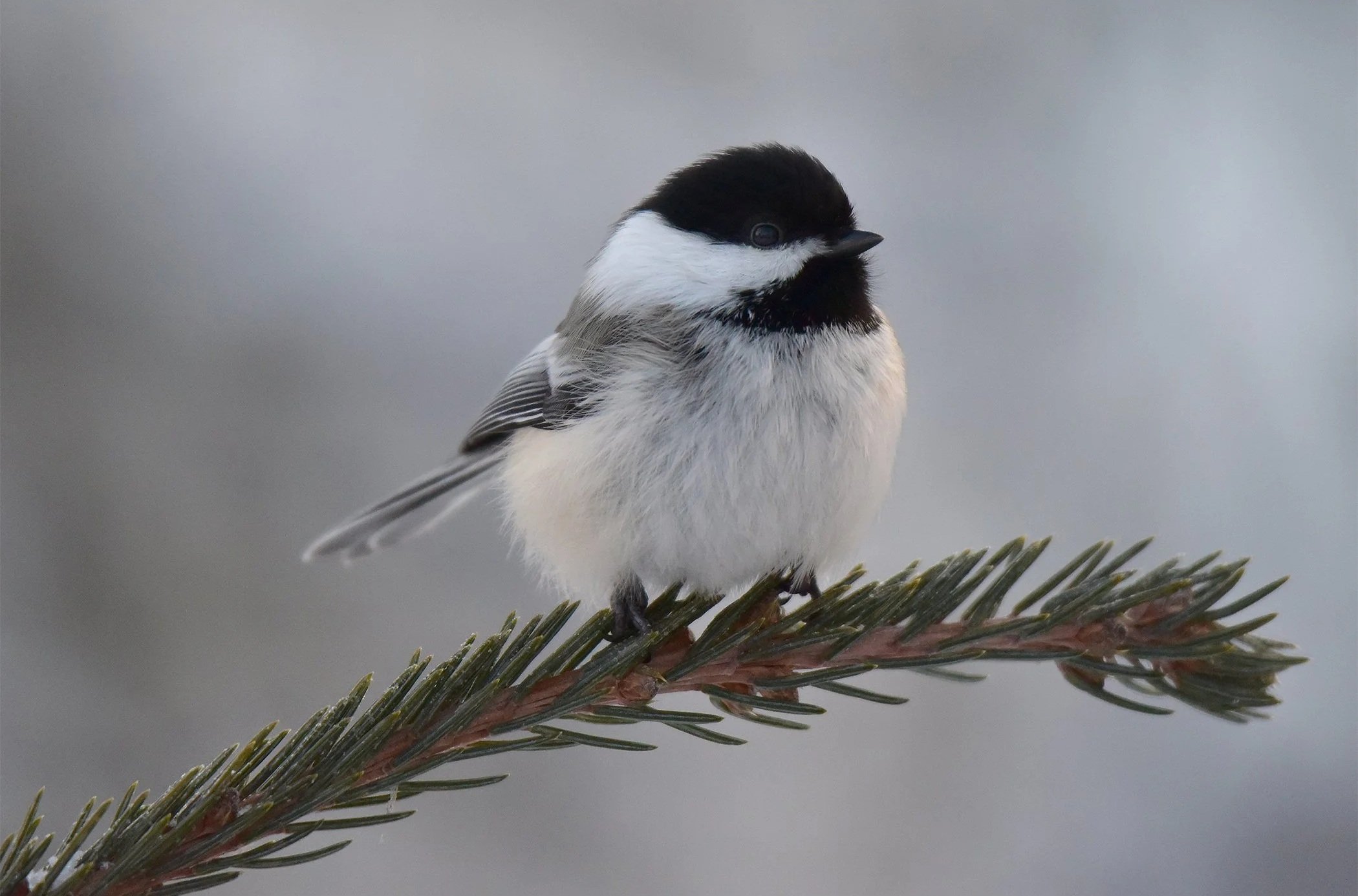Bird singing in a tree, representing the return of nature sounds with hearing aids