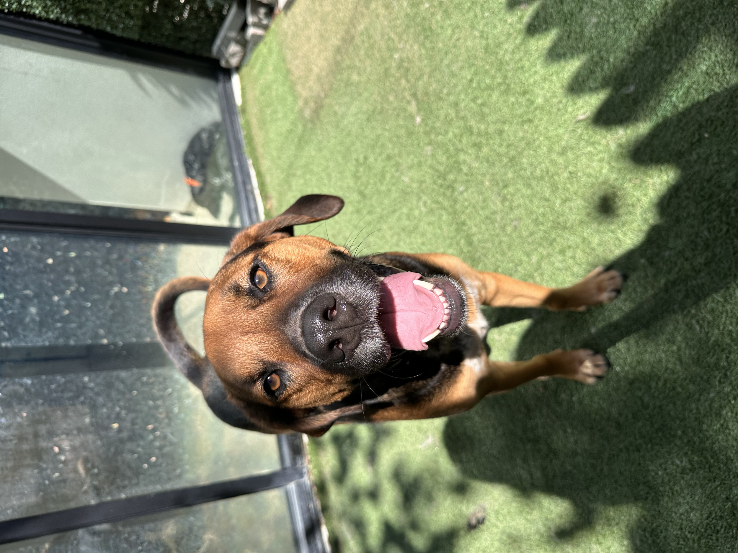 Wag Watch - a luxury dog daycare