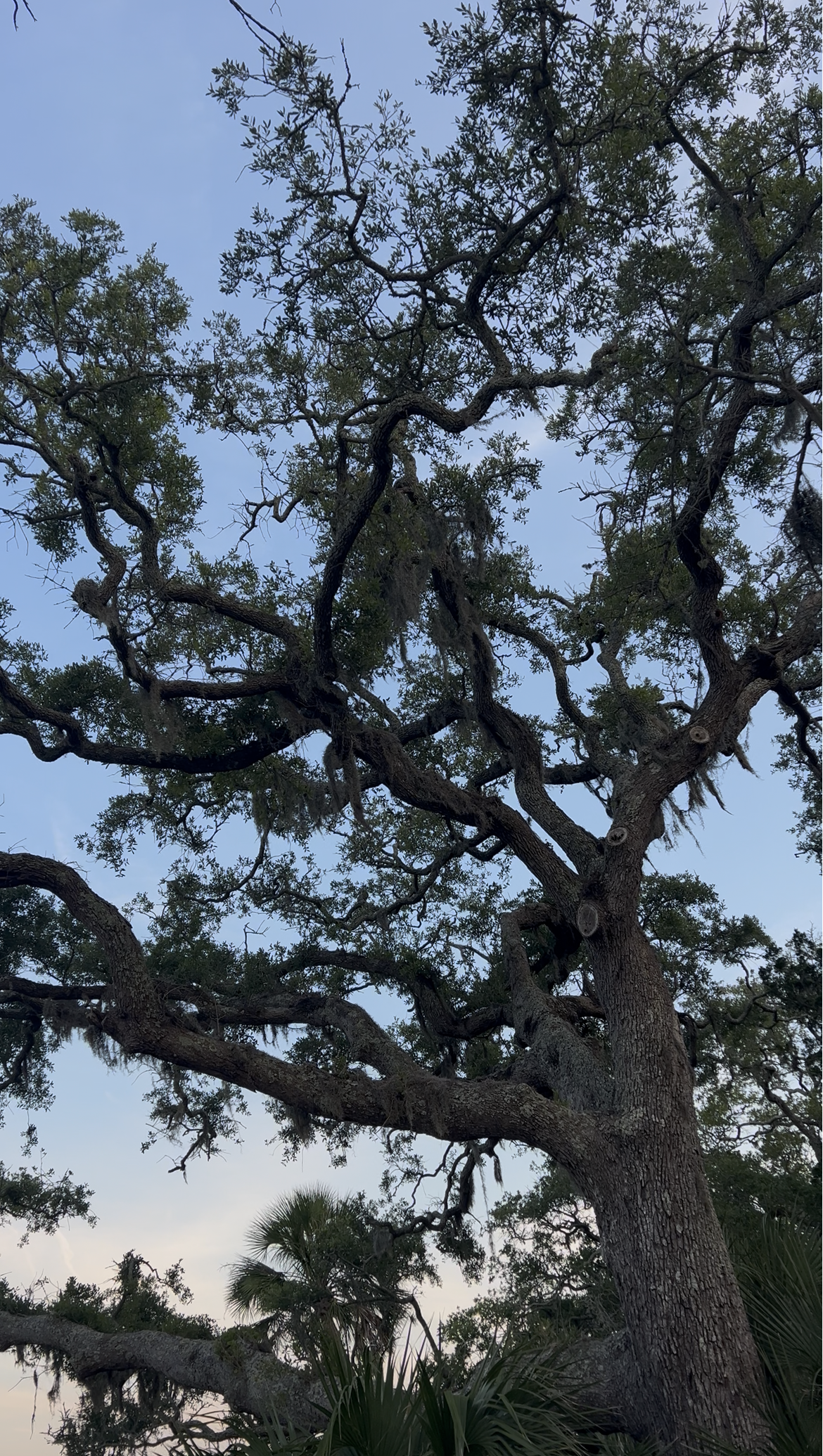 Tall tree with sprawling branches and green leaves against a blue sky.