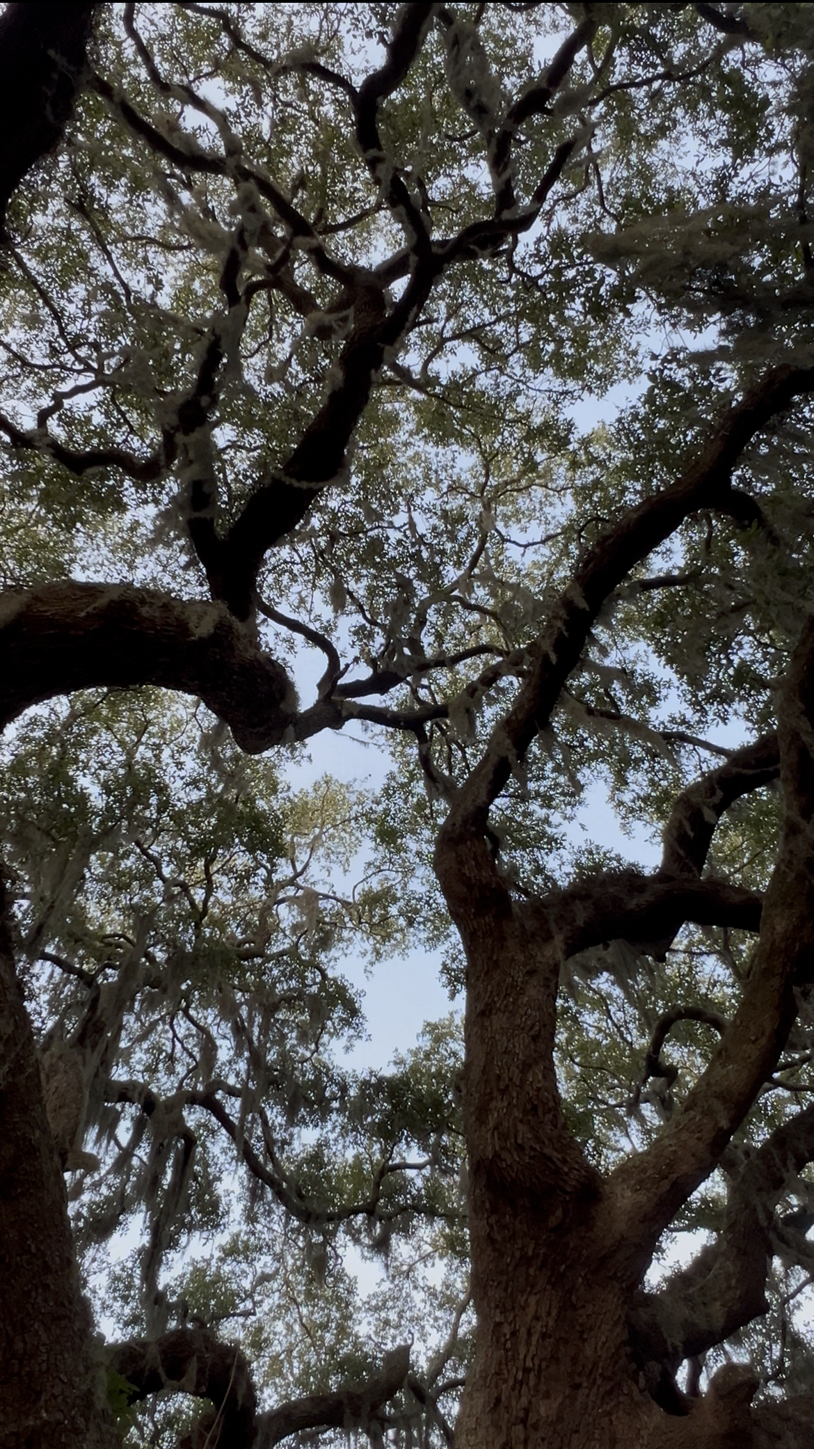Looking up at the branches and leaves of a large tree with Spanish moss hanging from the branches.
