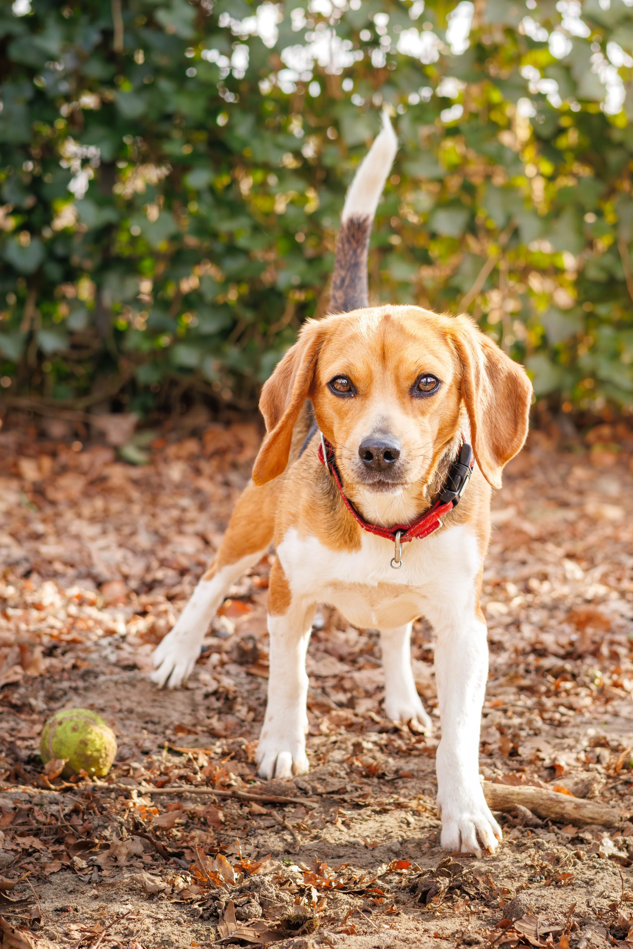 Een bruine en witte hond met een rood halsband staat op een bosbodem met bladeren, naast een groene tennisbal. Achtergrond van groen struikgewas.