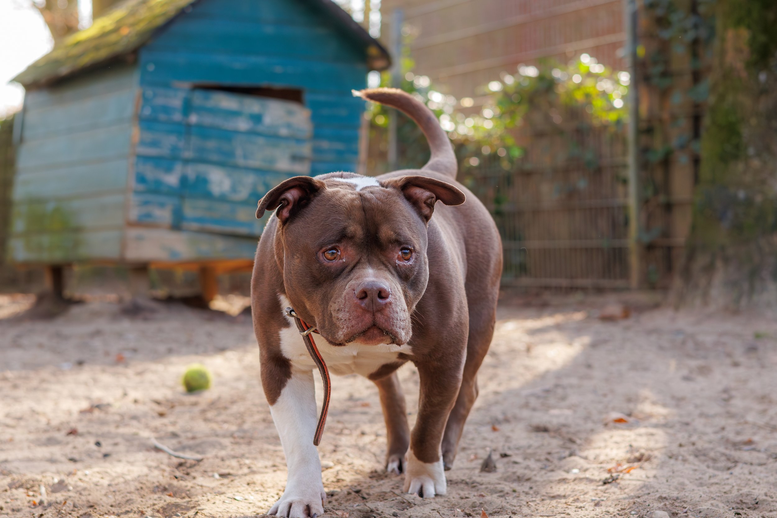 Een Amerikaanse Bulldog puppy staat op een zandige ondergrond in een tuin met een groene tennisbal voor zich. Achter haar is een houtskoolgroen hondenhuis en een houten hek. De puppy kijkt omhoog, haar staart is omhoog en haar oren liggen plat.