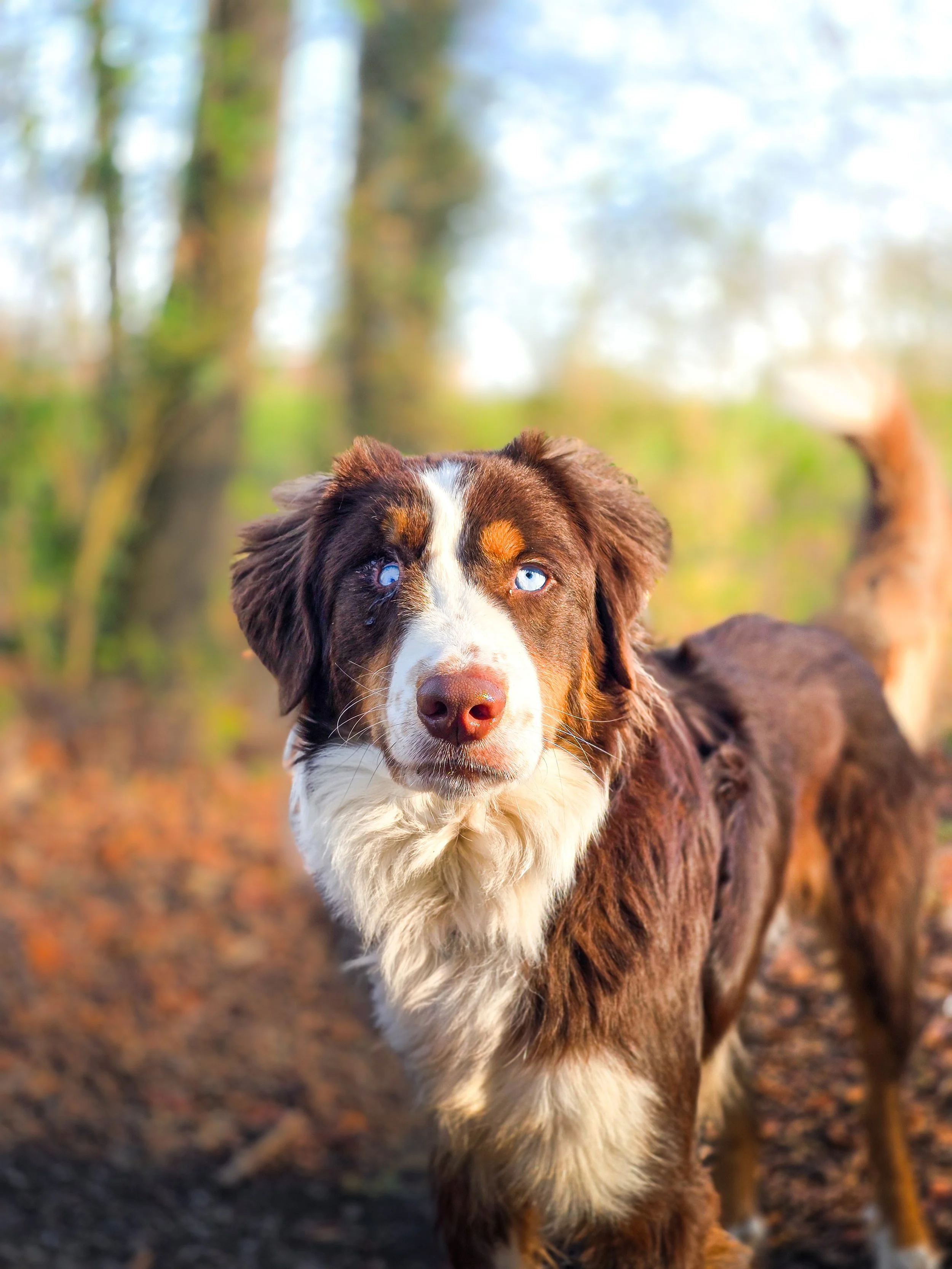 Hond met blauwe ogen in een bos met bomen en bladeren op de grond.