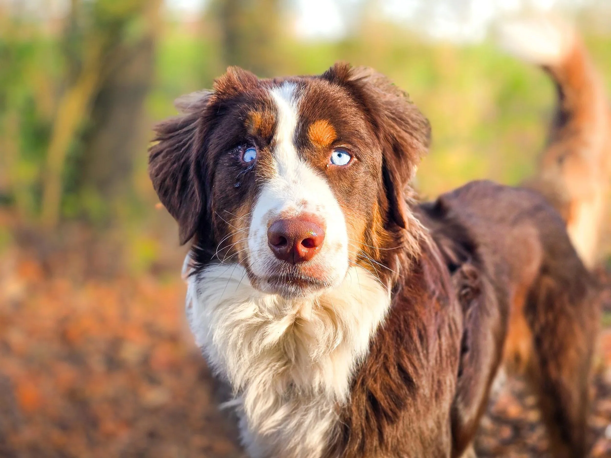 Een close-up van een hond met blauwe ogen, omringd door een bosachtige achtergrond met herfstkleuren.