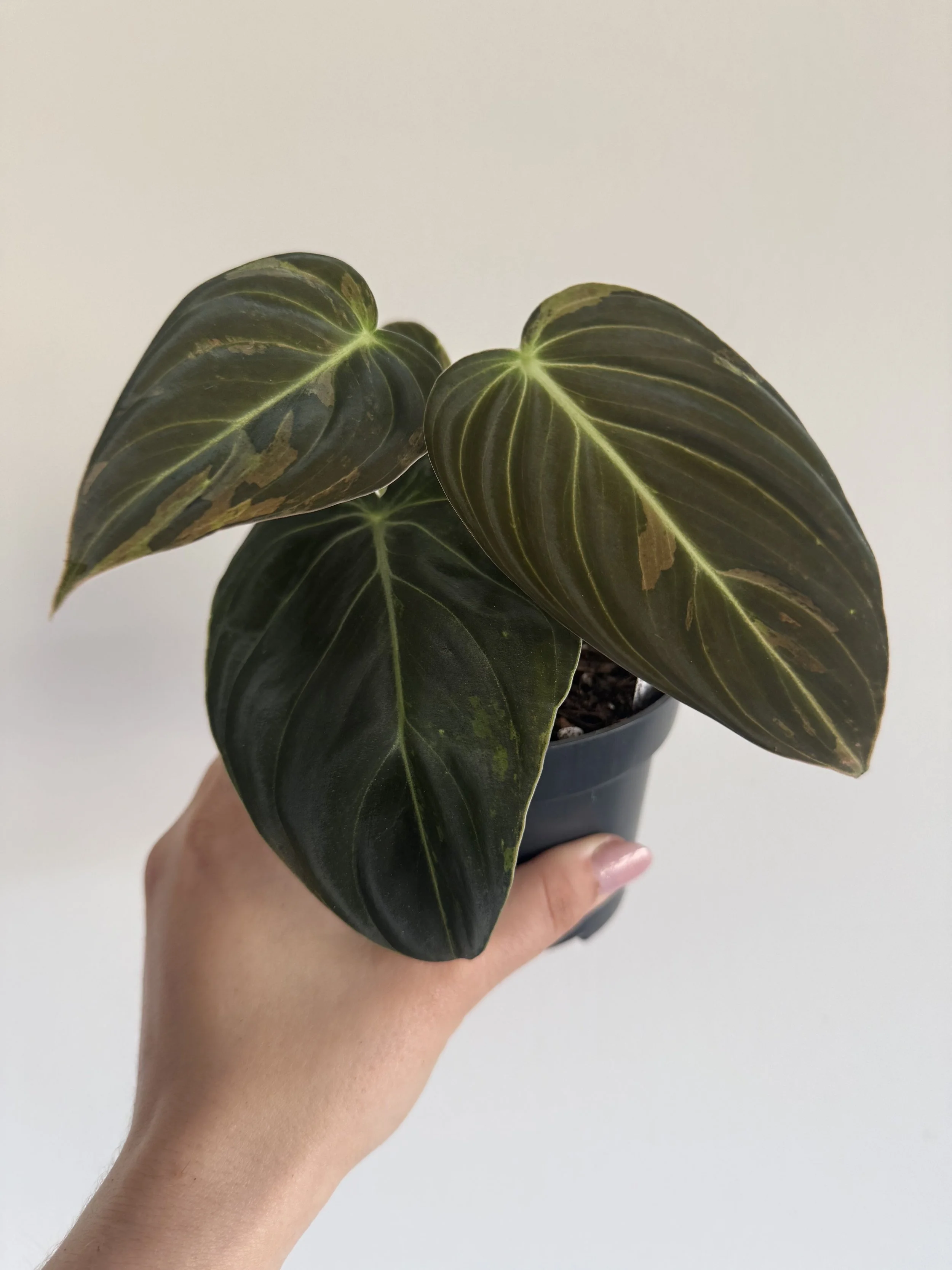 Philodendron Melanochrysum Variegata