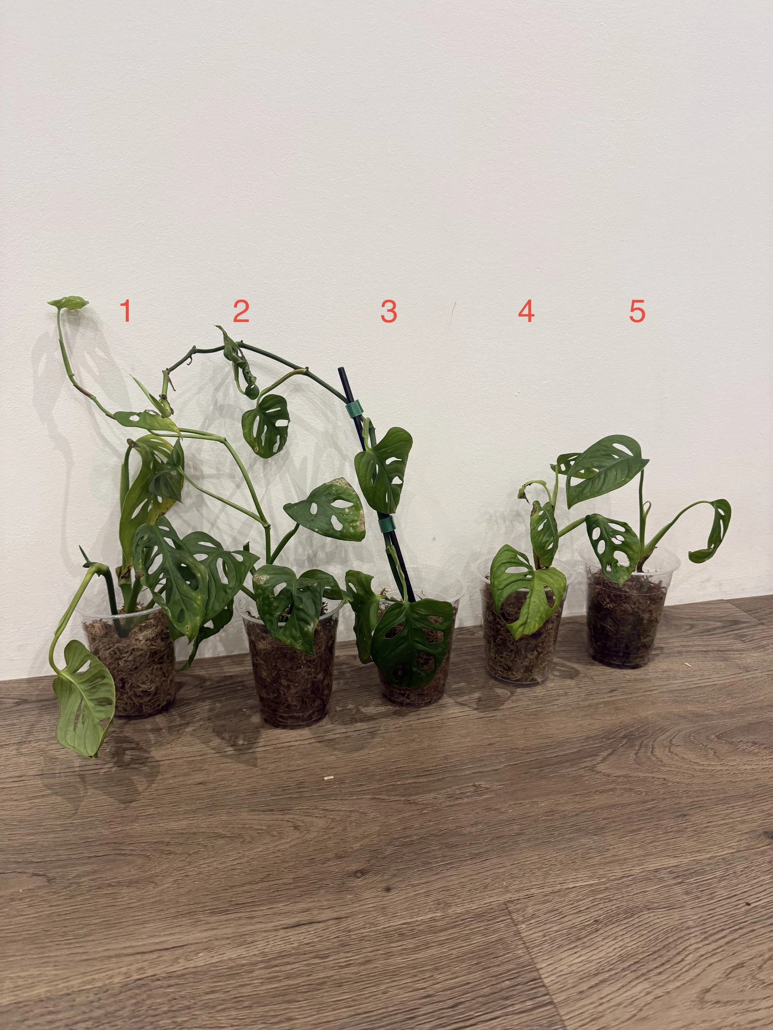 Monstera Adansonii stekjes