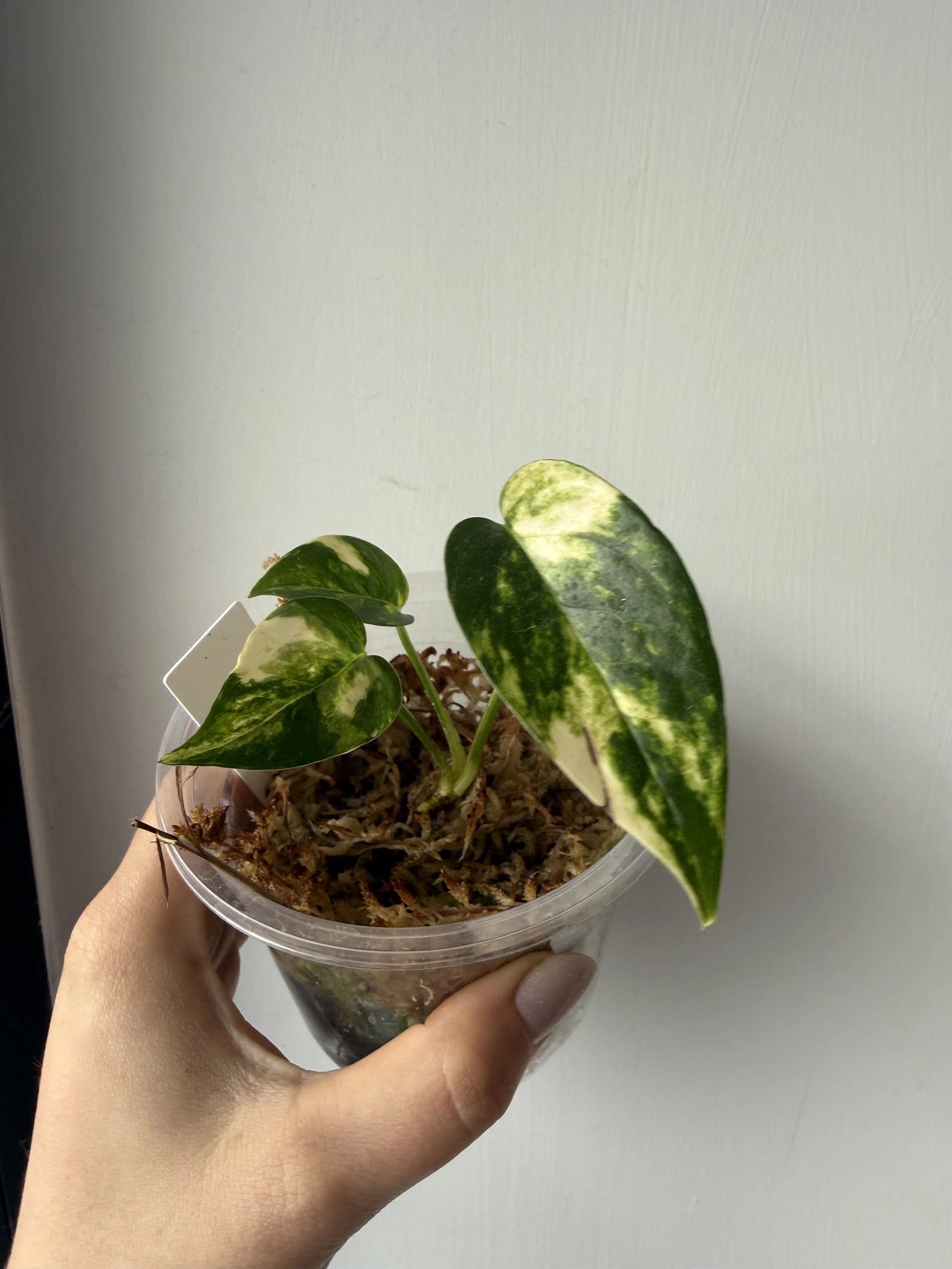 Epipremnum Pinnatum Cintho Goldfinger