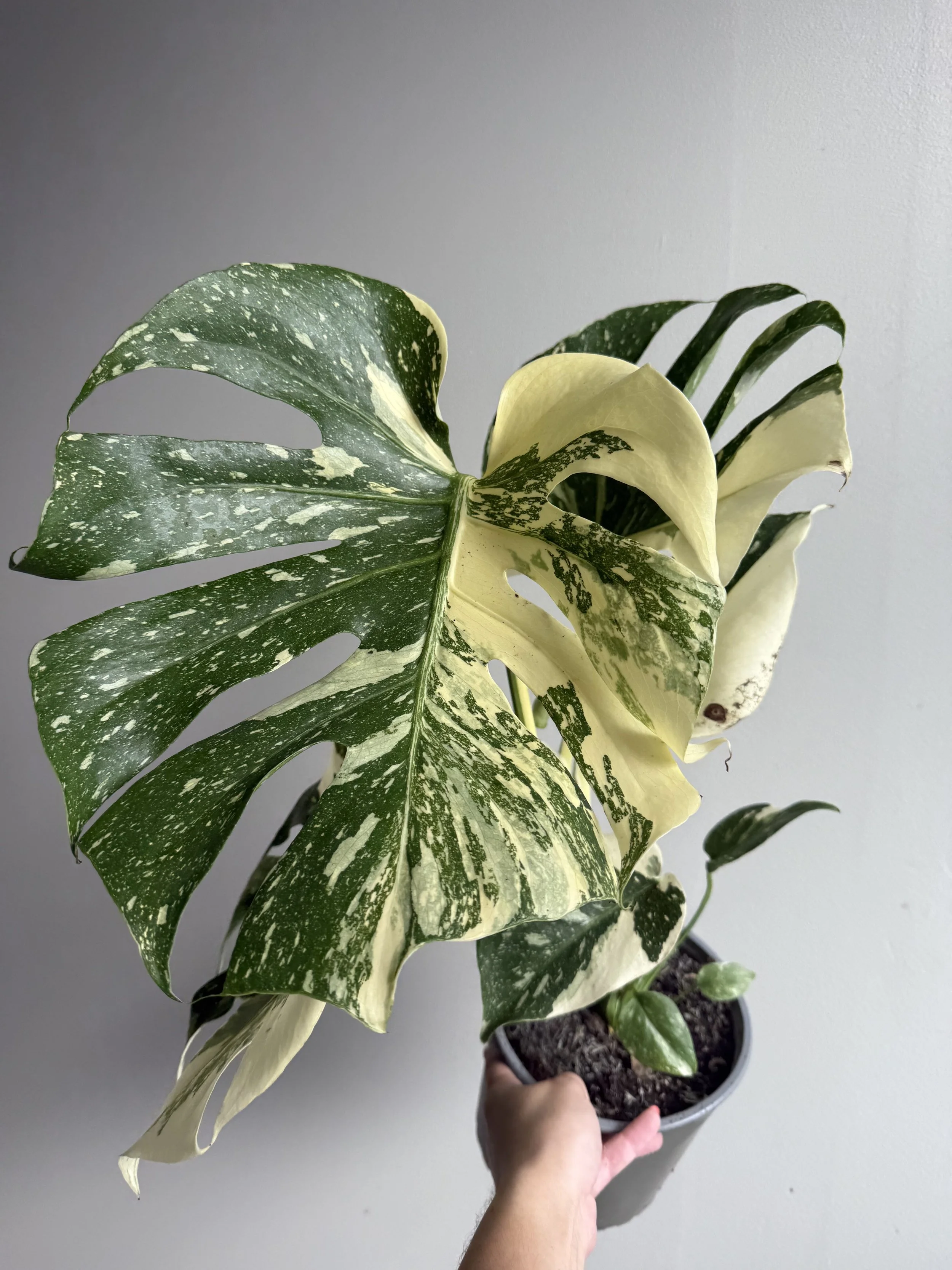 Monstera Thai Constellation
