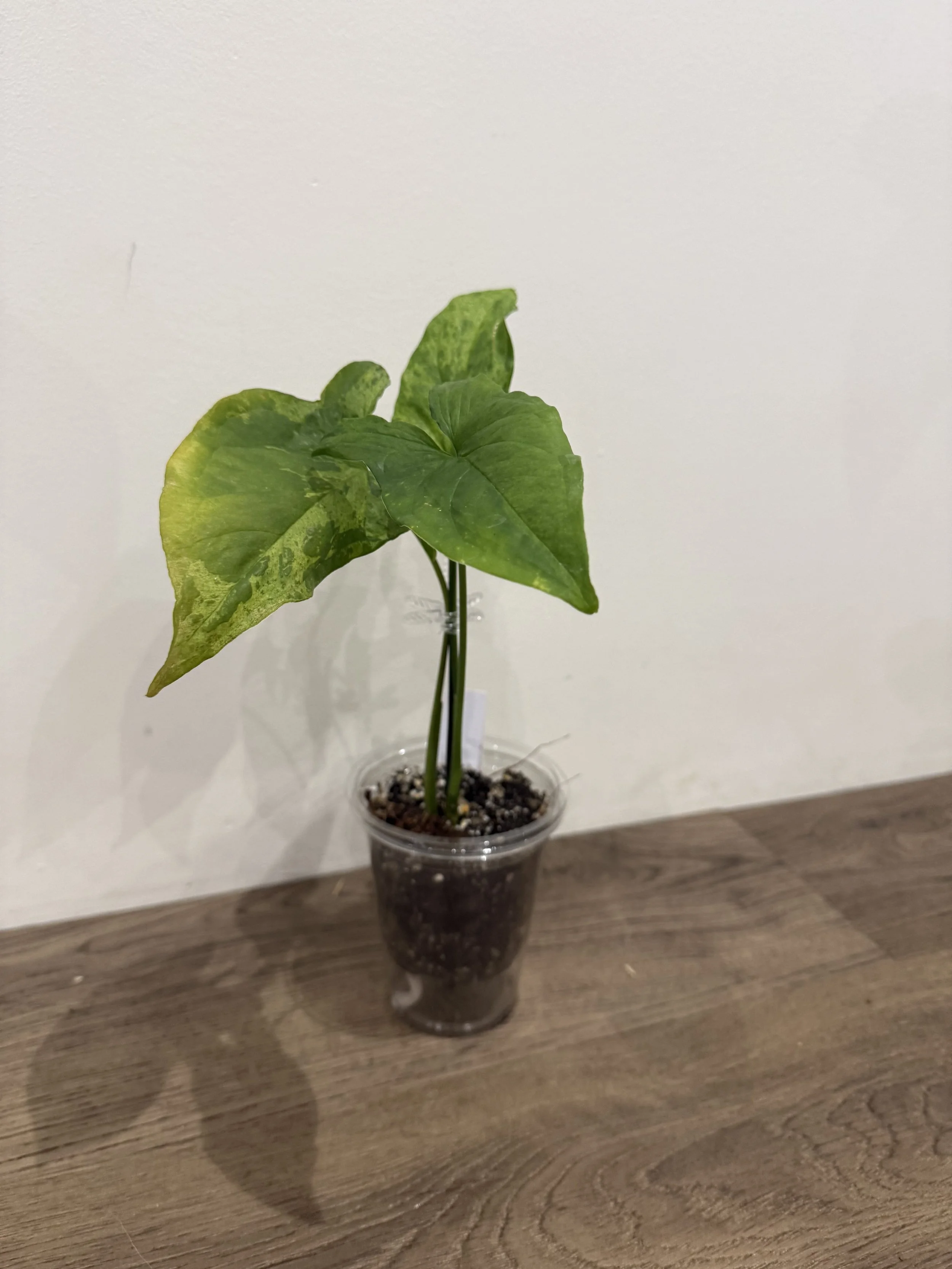 Syngonium Mottled Mojito