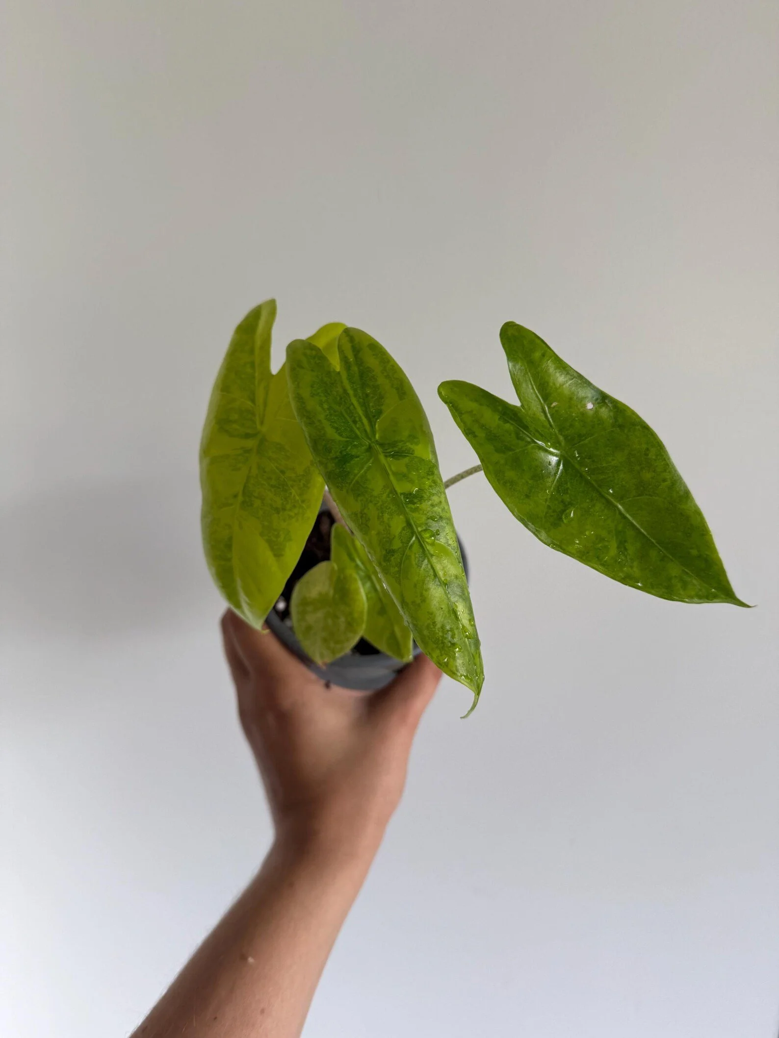 Alocasia Longiloba Aurea