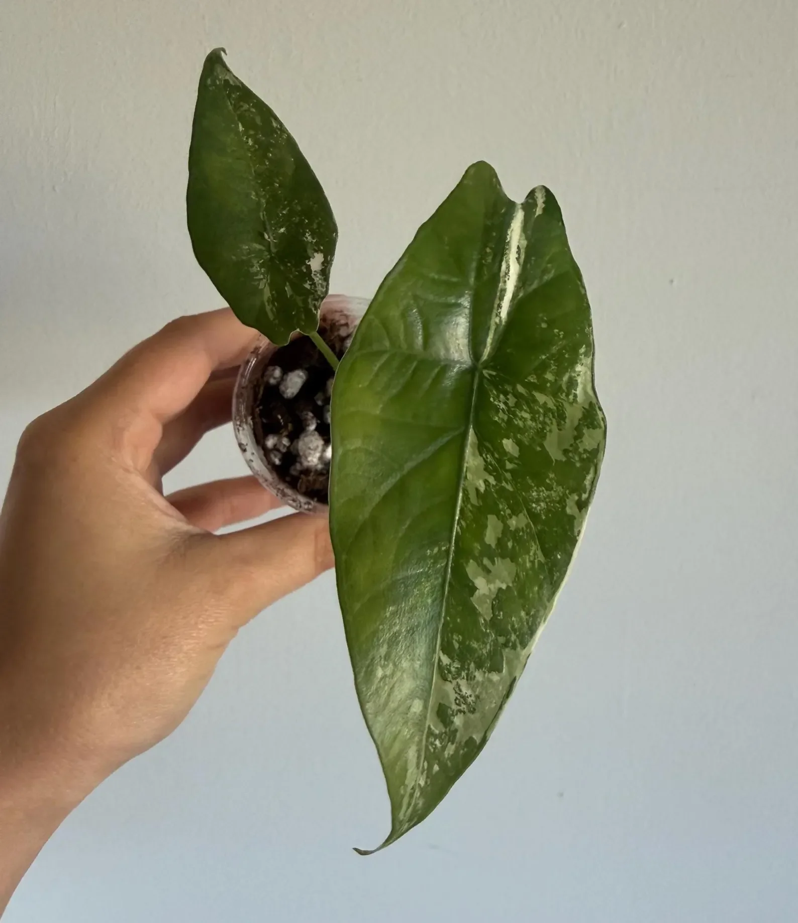 Alocasia Simpo Albo