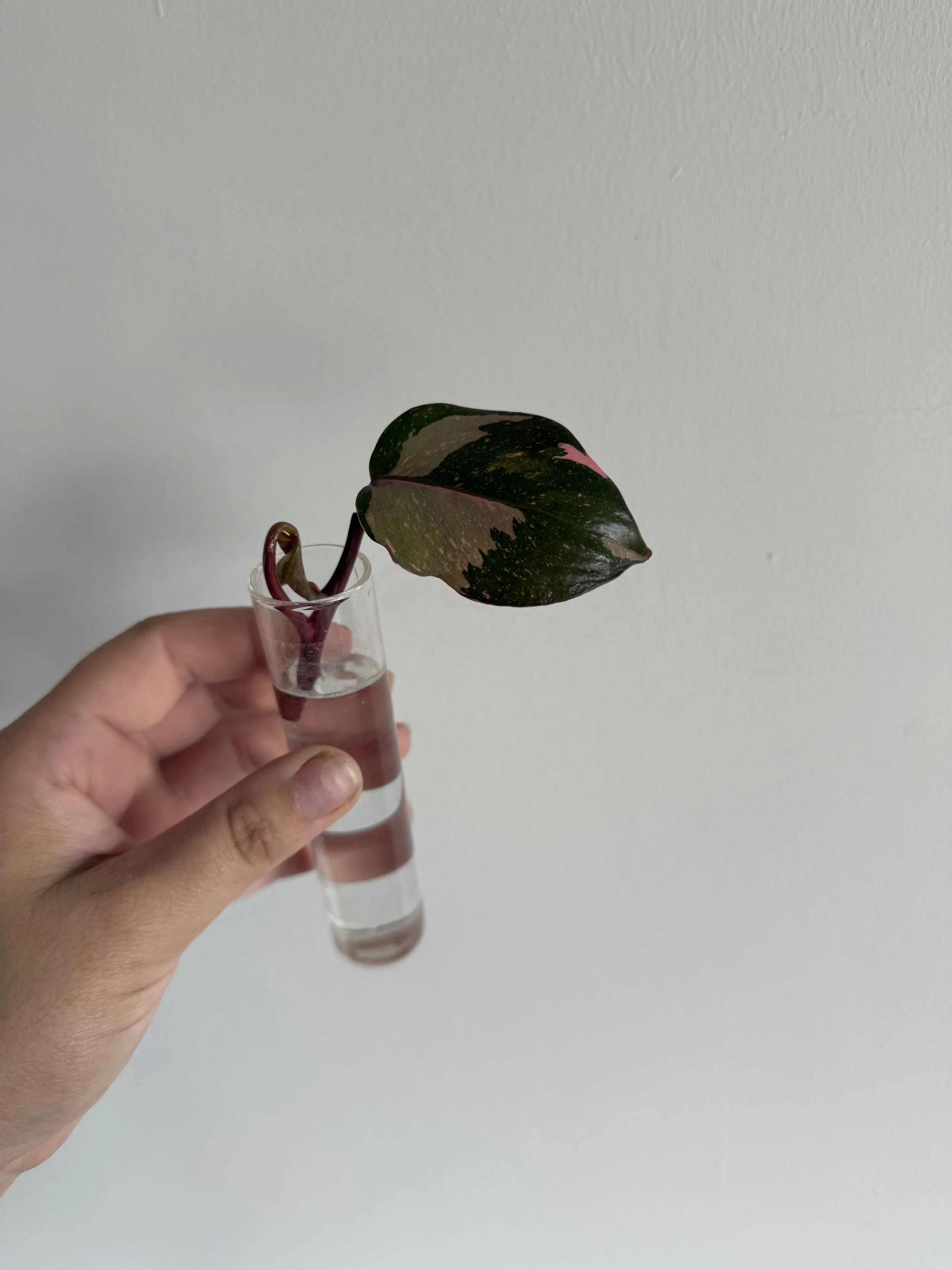 Philodendron Pink Princess Stekje