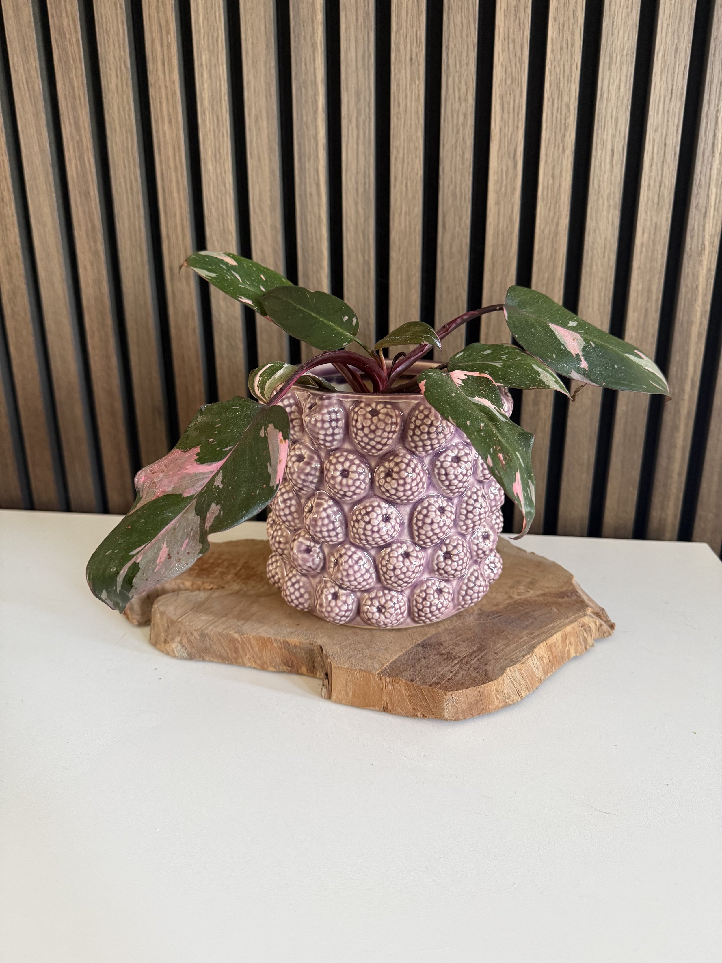 Philodendron Red Anderson