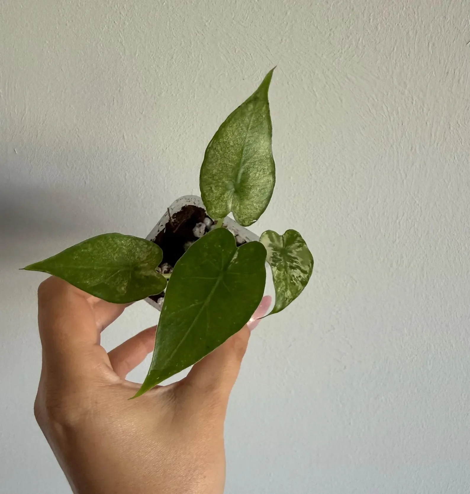 Alocasia Gageana Albo