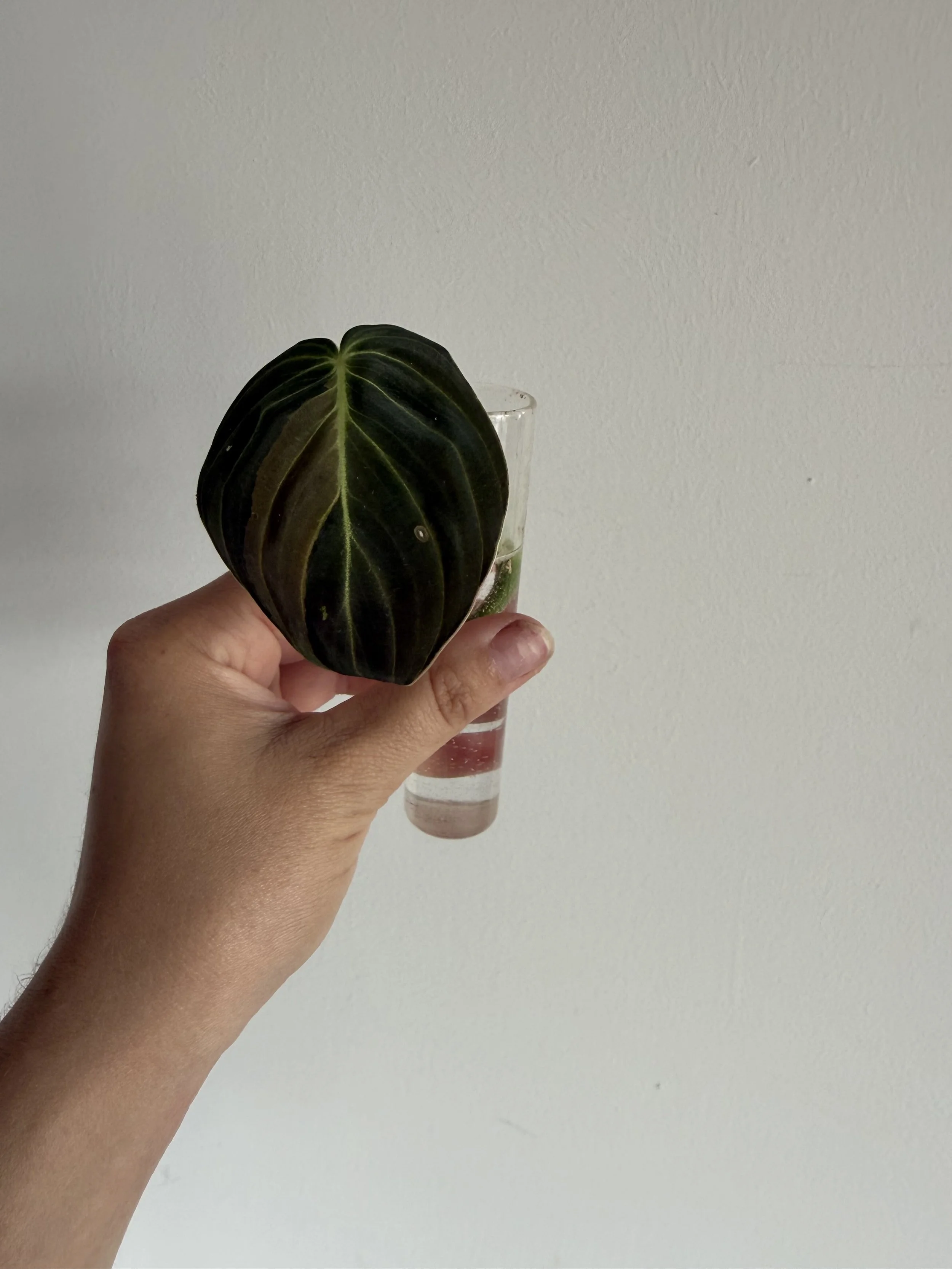 Philodendron Melanochrysum Stekje