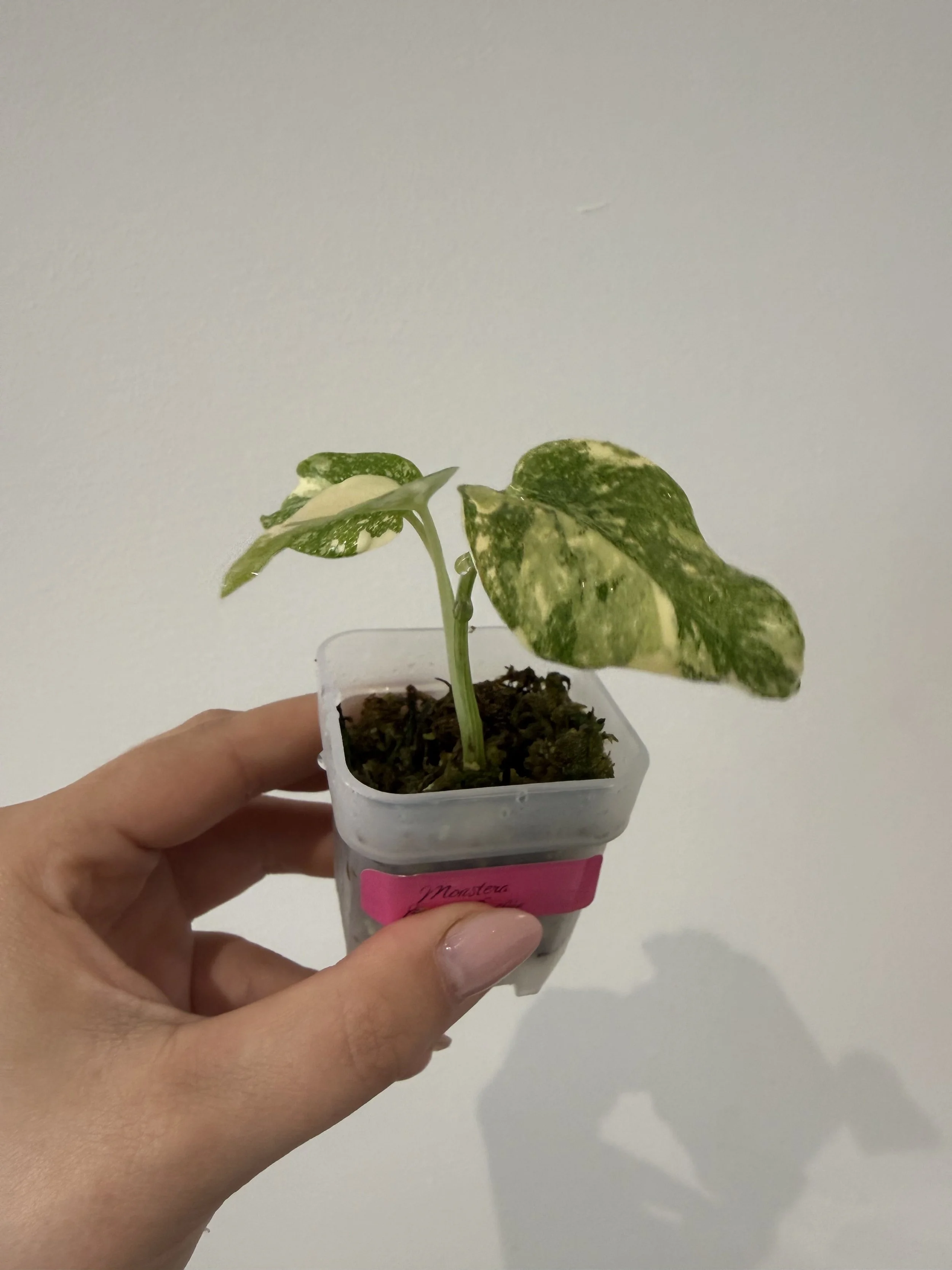 Monstera Crème Brûlée
