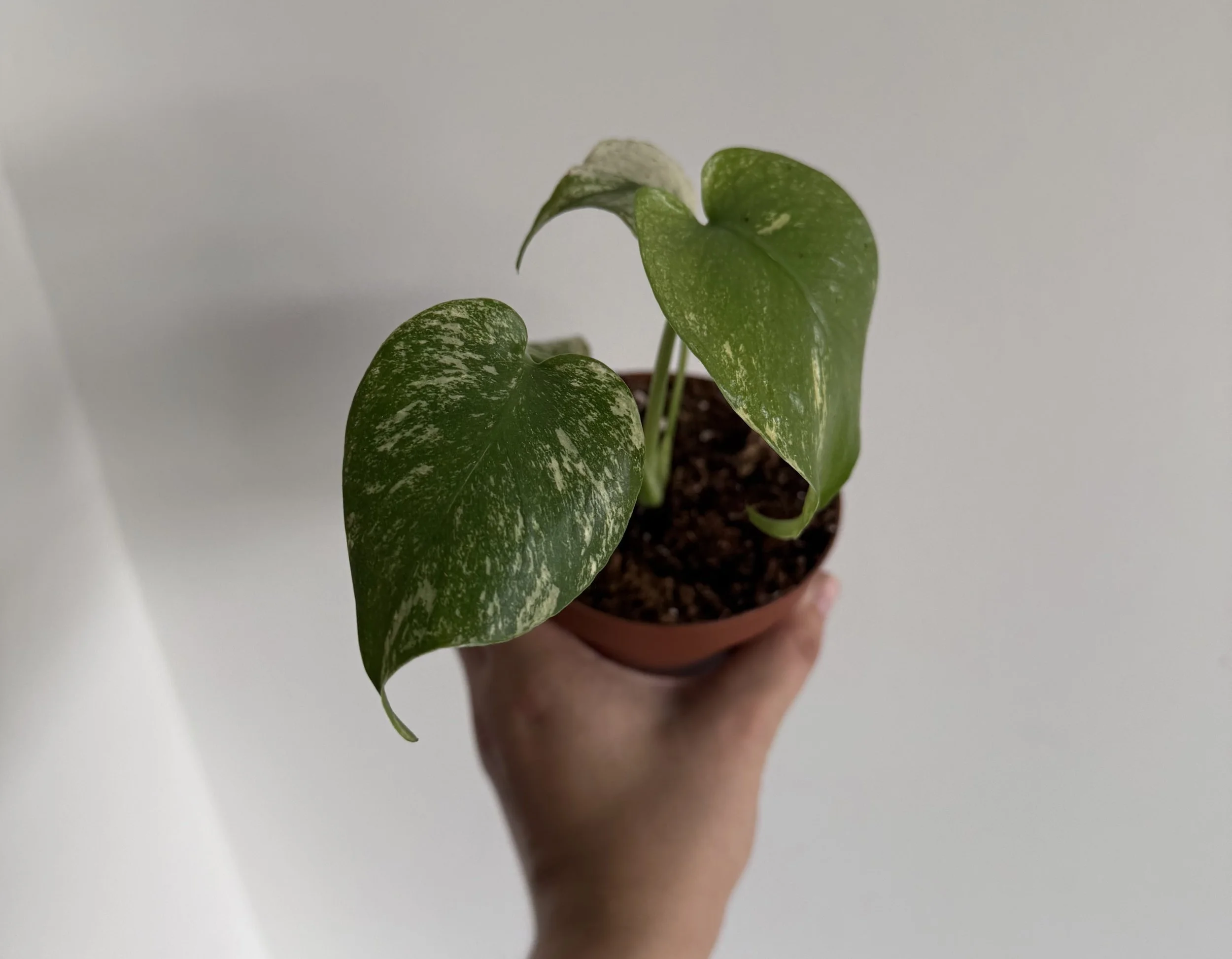 Monstera Mint