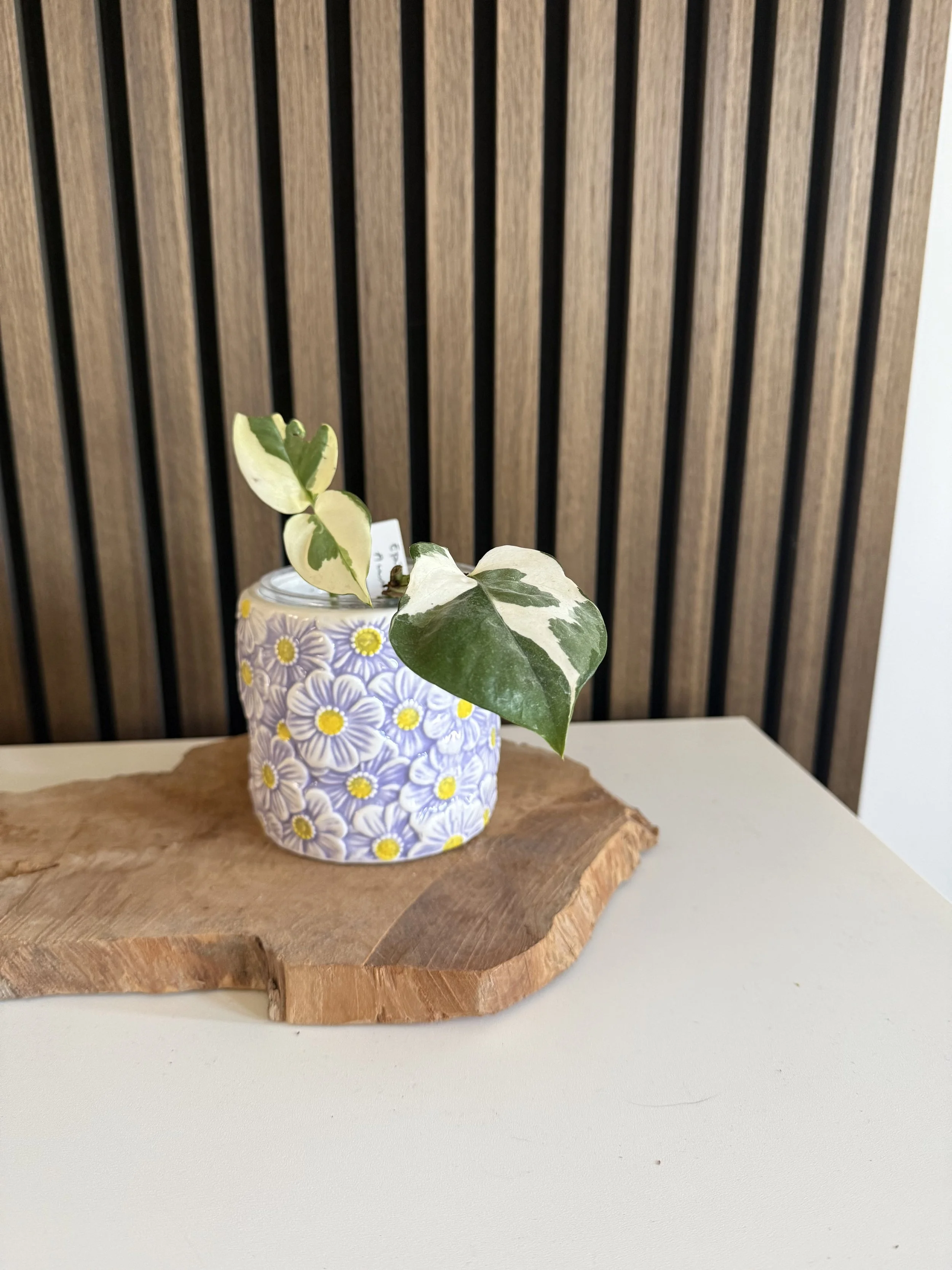 Epipremnum Aureum N'Joy