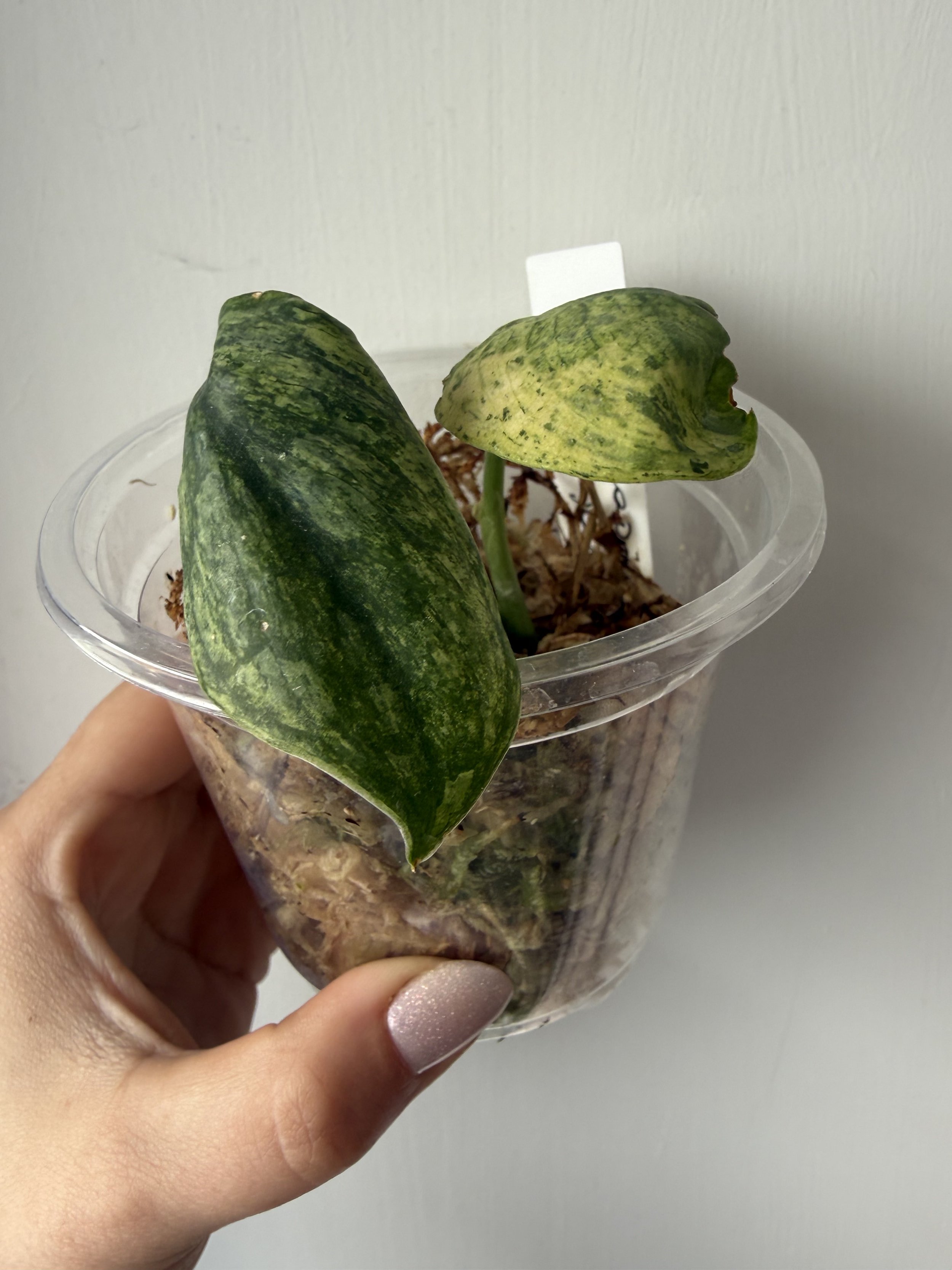 Scindapsus Satin Jade Marble