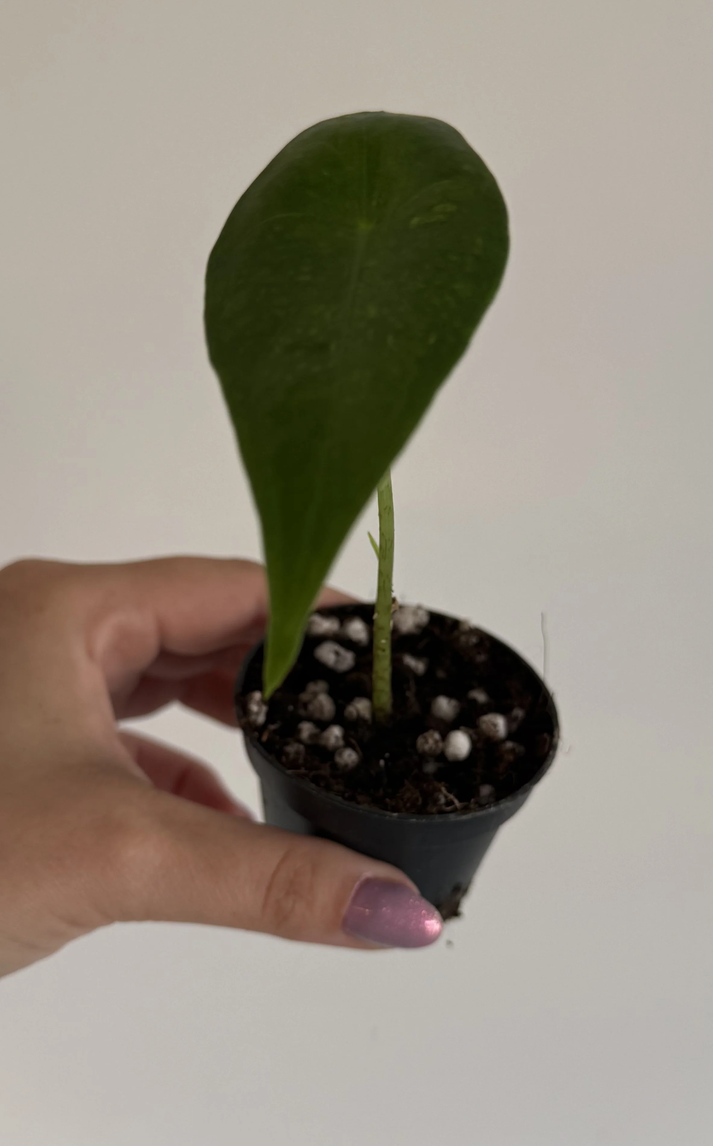 IMG_1018.jpg