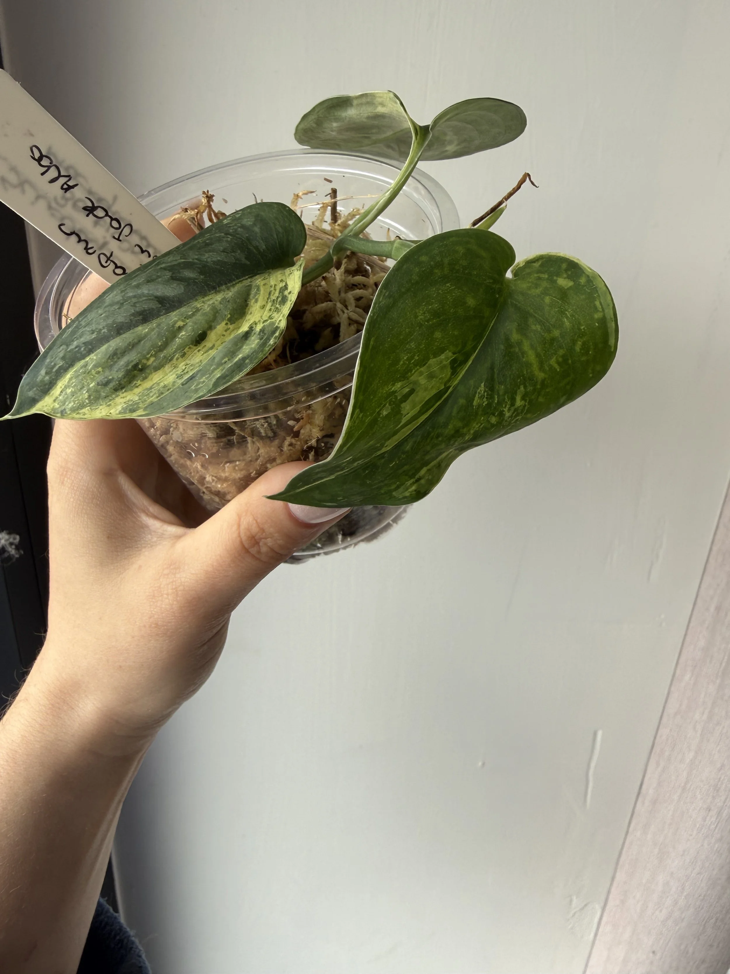 Scindapsus Satin Jade Albo