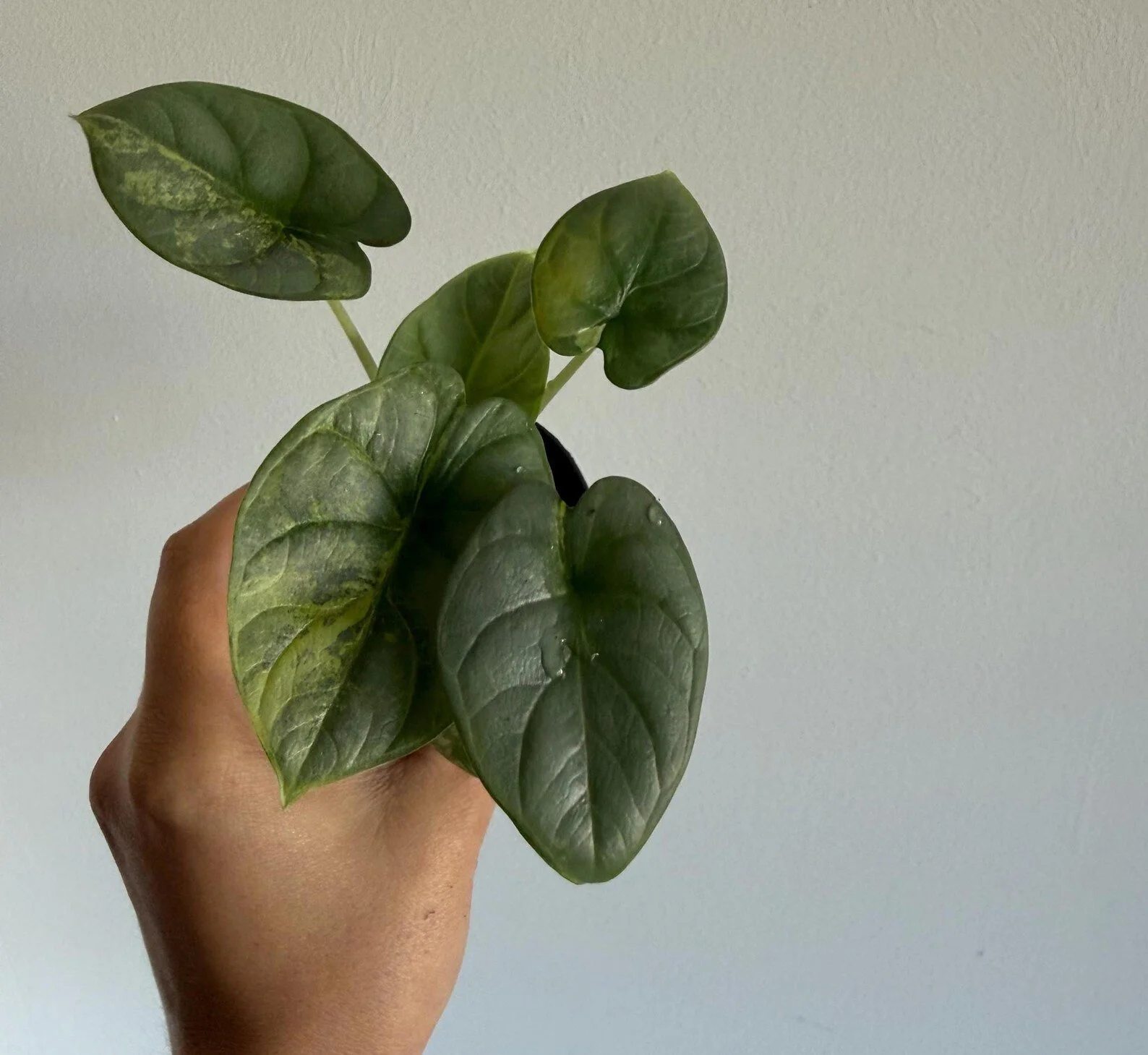 Alocasia Silver Dragon Aurea