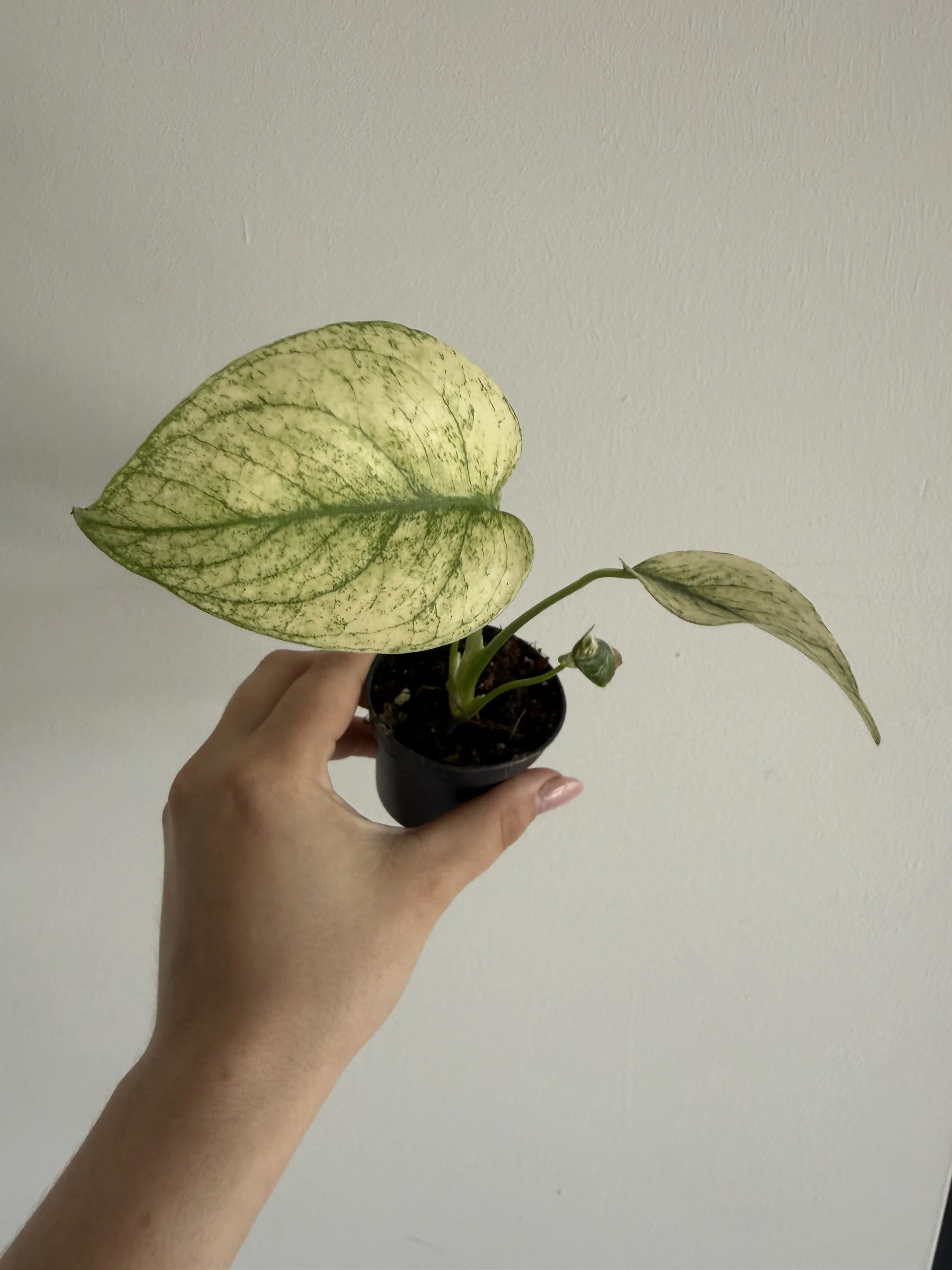 Monstera Mint