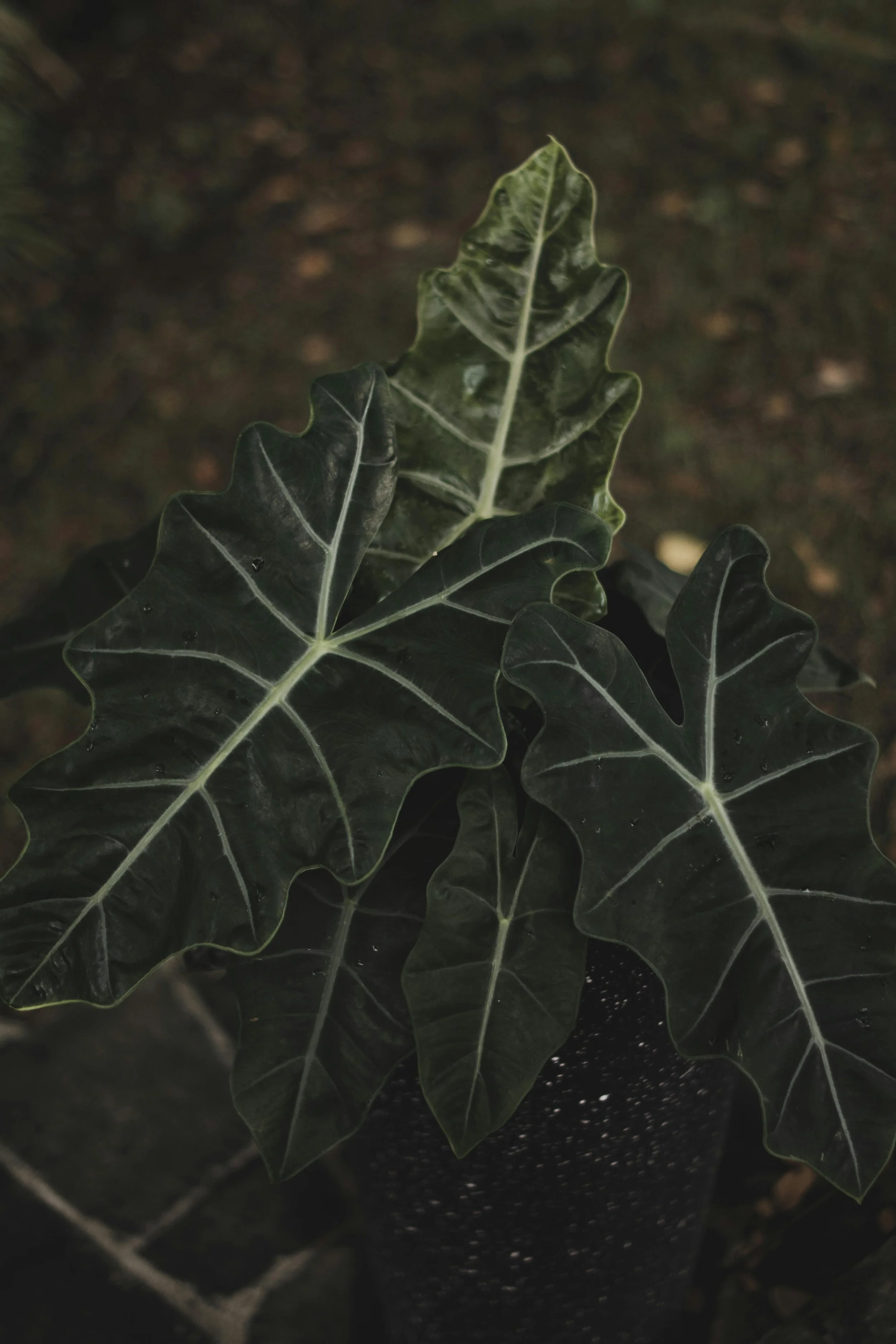Close-up van een sierplant met grote, donkere, glanzende bladeren met opvallende witte nerven. De plant staat in een donkere pot op de grond.